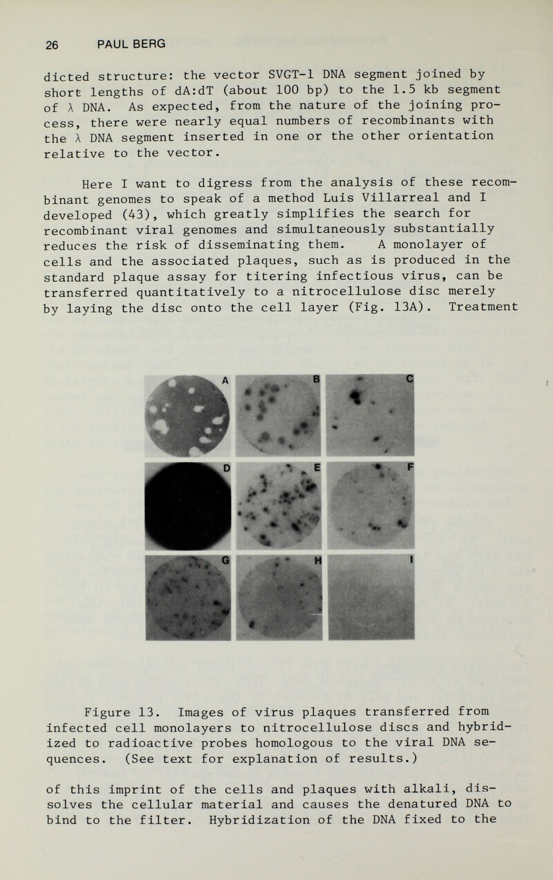 26 PAUL BERG dieted structure: the vector SVGT-1 DNA segment joined by short lengths of dA:dT (about 100 bp) to the 1.5 kb segment of Л DNA. As expected, from the nature of the joining pro¬ cess, there were nearly equal numbers of recombinants with the A DNA segment inserted in one or the other orientation relative to the vector. Here I want to digress from the analysis of these recom¬ binant genomes to speak of a method Luis Villarreal and I developed (43), which greatly simplifies the search for recombinant viral genomes and simultaneously substantially reduces the risk of disseminating them. A monolayer of cells and the associated plaques, such as is produced in the standard plaque assay for titering infectious virus, can be transferred quantitatively to a nitrocellulose disc merely by laying the disc onto the cell layer (Fig. 13A). Treatment Figure 13. Images of virus plaques transferred from infected cell monolayers to nitrocellulose discs and hybrid¬ ized to radioactive probes homologous to the viral DNA se¬ quences. (See text for explanation of results.) of this imprint of the cells and plaques with alkali, dis¬ solves the cellular material and causes the denatured DNA to bind to the filter. Hybridization of the DNA fixed to the