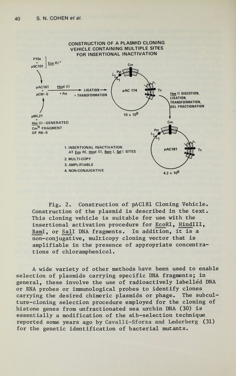 40 S. N. COHEN ef а/. P15a + 1 Eco RI' pSC101 CONSTRUCTION OF A PLASMID CLONING VEHICLE CONTAINING MULTIPLE SIT€S FOR INSERTIONAL INACTIVATION Cm pAC161 + - рСМ-В ; Hind III + Pst LIGATION- + TRANSFORMATION pML21 + Hin III-GENERATED Cm'' FRAGMENT OF R6-5 1. INSERTIONAL INACTIVATION AT Eco RI, Hind III, Bam I, Sal 1 SITES 2. MULTI-COPY 3. AMPLIFIABLE 4. NON-CONJUGATIVE Hae II DIGESTION, LIGATION, TRANSFORMATION, GEL FRACTIONATION 4.2 X 10® Fig. 2. Construction of pAClSl Cloning Vehicle. Construction of the plasmid is described in the text. This cloning vehicle is suitable for use with the insertional activation procedure for EcoRI, Hindlll, BamI, or Sail DNA fragments. In addition, it is a non-conjugative, multicopy cloning vector that is amplifiable in the presence of appropriate concentra¬ tions of chloramphenicol. A wide variety of other methods have been used to enable selection of plasmids carrying specific DNA fragments; in general, these involve the use of radioactively labelled DNA or RNA probes or immunological probes to identify clones carrying the desired chimeric plasmids or phage. The subcul¬ ture-cloning selection procedure employed for the cloning of histone genes from unfractionated sea urchin DNA (30) is essentially a modification of the sib-selection technique reported some years ago by Cavalli-Sforza and Lederberg (31) for the genetic identification of bacterial mutants.