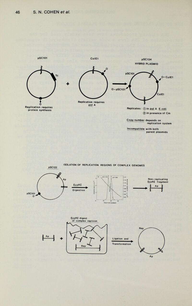 s. N. COHEN et al. pSCIOI ColEI Replication requires protein synthesis pSC134 HYBRID PLASMID 0-ColEI Replication requires çol A ColEI Replicates: ® in pol A E.cotl (D in presence of Cm Copy number depends on replication system Incompatible witti both parent Plasmids