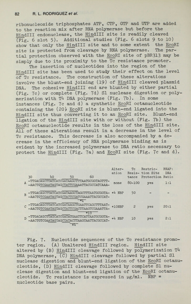82 R. L. RODRIGUEZ et al. ribonucleoside triphosphates ATP, CTP, GTP and UTP are added to the reaction mix after RNA polymerase but before the Hindlll endonuclease, the Hindlll site is readily cleaved (Fig. 6 slot 5). Additional studies (Fig. 6 slots 9 to 10) show that only the Hindlll site and to some extent the EcoRI site is protected from cleavage by RNA polymerase. The par¬ tial protection observed vith the EcoRI site of pBR313 may be simply due to its proximity to the Tc resistance promoter. The insertion of nucleotides into the region of the Hindlll site has been used to study their effect on the level of Tc resistance. The construction of these alterations involve the blunt-end joining (19) of Hindlll cleaved plasmid DNA. The cohesive Hindlll end are bliinted by either partial (Fig. Tc) or complete (Fig. Td.) SI nuclease digestion or poly¬ merization with tU dna polymerase (Fig. Tb). In some instances (Fig. Tc and d) a synthetic EcoRI octanucleotide containing the (20) EcoRI site is blunt-end ligated into the Hindlll site thus converting it to an EcoRI site. Blunt-end ligation of the Hindlll site with or without (Fig. ТЪ) the EcoRI octanucleotide results in the loss of the Hindlll site. All of these alterations result in a decrease in the level of Tc resistance. This decrease is also accompanied by a de¬ crease in the efficiency of RNA polymerase binding as is evident by the increased polymerase to DNA ratio necessary to protect the Hindlll (Fig. Та) and EcoRI site (Fig. Tc and d). 30 ho 50 6o Alter- Tc Restric- RNAP; ation Resis- tion Site DNA tance Protection Ratio -TTGACAGCTTATCATCGATAAGCTTTAATGCGGTAGTTT- -AACTGTCGAATAGTAGCTATTCGAAATTACGCCATCAAA- none 80-100 -TTGACAGCTTATCATCGATAAGCTAGCTTTAATGCGGTA- +1+ NBP -AACTGTCGAATAGTAGCTATTCGATCGAAATTACGCCAT-  -n- -TTGACAGCTTATCATCGATAAGCTGAATTCAGCTTTAAT- -AACTGTCGAATAGTAGCTATTCGACTTAAGTCGAAATTA-   ЧТО— _ -TTGACAGCTTATCATCGATATGAATTCATTAATGCGGTA- , D +Ц NRP -AACTGTCGAATAGTAGCTATACTTAAGTAATTACGCCAT- 50 10 yes 1:1 yes 20:1 yes 2:1 Fig. J. Nucleotide sequences of the Tc resistance promo¬ ter region. (a) Unaltered Hindlll region. Hindlll site altered by (В) Hindlll cleavage followed by polymerization tU DNA polymerase, (C) Hindlll cleavage followed by partial SI nuclease digestion and blunt-end ligation of the EcoRI octanu¬ cleotide, (d) Hindlll cleavage followed by complete SI nu¬ clease digestion and blunt-end ligation of the EcoRI octanu¬ cleotide. Tc resistance is expressed in yg/ml. NBP = nucleotide base pairs.