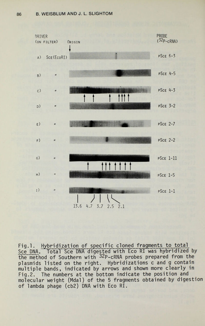 86 В. WEISBLUM AND J. L SLIGHTOM DRIVER (on filter) Origin PROBE (52p-cRNA) a) Sce(EcoRI) pSce 6-3 в) 1 pSce ц-5 c) d) t t f pSce ц-5 pSce 3-2 e) F) pSce 2-7 pSce 2-2 g) h) t ttttttf pSce 1-11 pSce 1-5 i) I 13,6 ¿1.7 3.7 2.5 2.1 pSce 1-1 Fig.l. Hybridization of specific cloned fragments to total See DNA. Total See DNA digested with Eco RI was hybridized by the method of Southern with 32p_cRNA probes prepared from the Plasmids listed on the right. Hybridizations с and g contain multiple bands, indicated by arrows and shown more clearly in Fig.2. The numbers at the bottom indicate the position and molecular weight (Mdal) of the 5 fragments obtained by digestion of lambda phage (cb2) DNA with Eco RI.