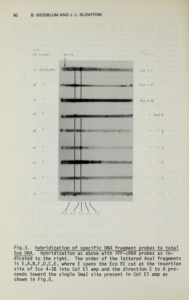 90 В. WEISBLUM AND J. L. SLIGHTOM •ÌR!V'!' (on filter) orif-'n ( 11,f' Ч.7 3.7 7,5 ?.] Fig.3. Hybridization of specific DNA fragment probes to total See DNA. Hybridization as above with ^^P-cRNA probes as in- dicated to the right. The order of the lettered Aval fragments is E,A,B,F,D,C,E, where E spans the Eco RI cut at the insertion site of See 4-3B into Col El amp and the direction E to A pro¬ ceeds toward the single Smal site present in Col El amp as shown in Fig.5.