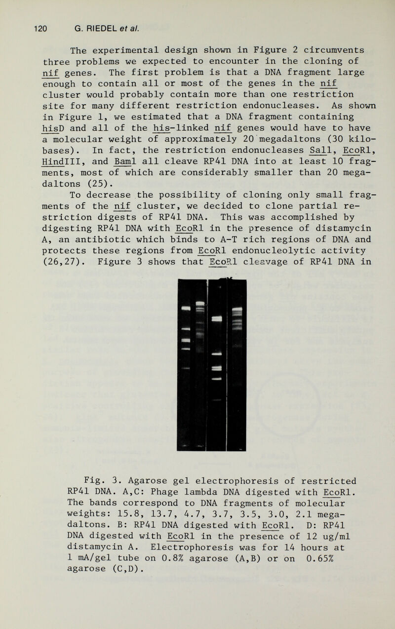 120 G. RIEDEL ef а/. The experimental design shown in Figure 2 circumvents three problems we expected to encounter in the cloning of nif genes. The first problem is that a DNA fragment large enough to contain all or most of the genes in the nif cluster would probably contain more than one restriction site for many different restriction endonucleases. As shown in Figure 1, we estimated that a DNA fragment containing hisD and all of the his-linked nif genes would have to have a molecular weight of approximately 20 megadaltons (30 kilo- bases). In fact, the restriction endonucleases Sail, EcoRl, Hindlll, and Вami all cleave RP41 DNA into at least 10 frag¬ ments, most of which are considerably smaller than 20 mega¬ daltons (25) . To decrease the possibility of cloning only small frag¬ ments of the nif cluster, we decided to clone partial re¬ striction digests of RP41 DNA. This was accomplished by digesting RP41 DNA with EcoRl in the presence of distamycin A, an antibiotic which binds to A-T rich regions of DNA and protects these regions from EcoRl endonucleolytic activity (26,27). Figure 3 shows that EcoRl cleavage of RP41 DNA in Fig. 3. Agarose gel electrophoresis of restricted RP41 DNA. A,С: Phage lambda DNA digested with EcoRl. The bands correspond to DNA fragments of molecular weights: 15.8, 13.7, 4.7, 3.7, 3.5, 3.0, 2.1 mega¬ daltons. B: RP41 DNA digested with EcoRl. D: RP41 DNA digested with EcoRl in the presence of 12 ug/ml distamycin A. Electrophoresis was for 14 hours at 1 mA/gel tube on 0.8% agarose (A,B) or on 0.65% agarose (C,D).