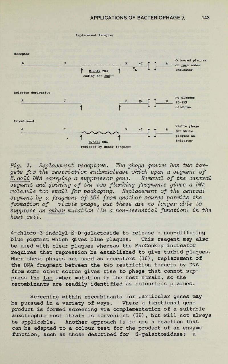 APPLICATIONS OF BACTERIOPHAGE X 143 Replacement Receptor Receptor {> Coloured plaques on lacz amber Î E.coll ША t ^ indicator coding for supll Deletion derivative A {> No plaques 25-359& deletion Recombinemt A N t t E.coli DNA replaced by donor fragment { } Viable phage but white plaques on indicator Fig. 3. Replacement receptors. The phage genome has two tar¬ gets for the restriction endonuclease which span a segment of E.CO li DNA carrying a suppressor gene. Removal of the central segment and joining of the two flanking fragments gives a DNA molecule too small for packaging. Replacement of the central segment by a fragment of DNA from another source permits the formation of vidble phage^ but these are no longer oíble to suppress an алЪег wrutation (in a non-essential function) in the host cell. 4-chloro-3-indolyl-3-D-galactoside to release a non-diffusing blue pigment which gLves blue plaques. This reagent may also be used with clear plaques whereas the MacConkey indicator requires that repression be established to give turbid plaques. When these phages are used as receptors (16), replacement of the DNA fragment between the two restriction targets by DNA from some other source gives rise to phage that cannot sup¬ press the lac amber mutation in the host strain, so the recombinants are readily identified as colourless plaques. Screening within recombinants for particular genes may be pursued in a variety of ways. Where a functional gene product is formed screening via complementation of a suitable auxotrophic host strain is convenient (38), but will not always be applicable. Another approach is to use a reaction that can be adapted to a colour test for the product of an enzyme function, such as those described for 3~galactosidase ; a