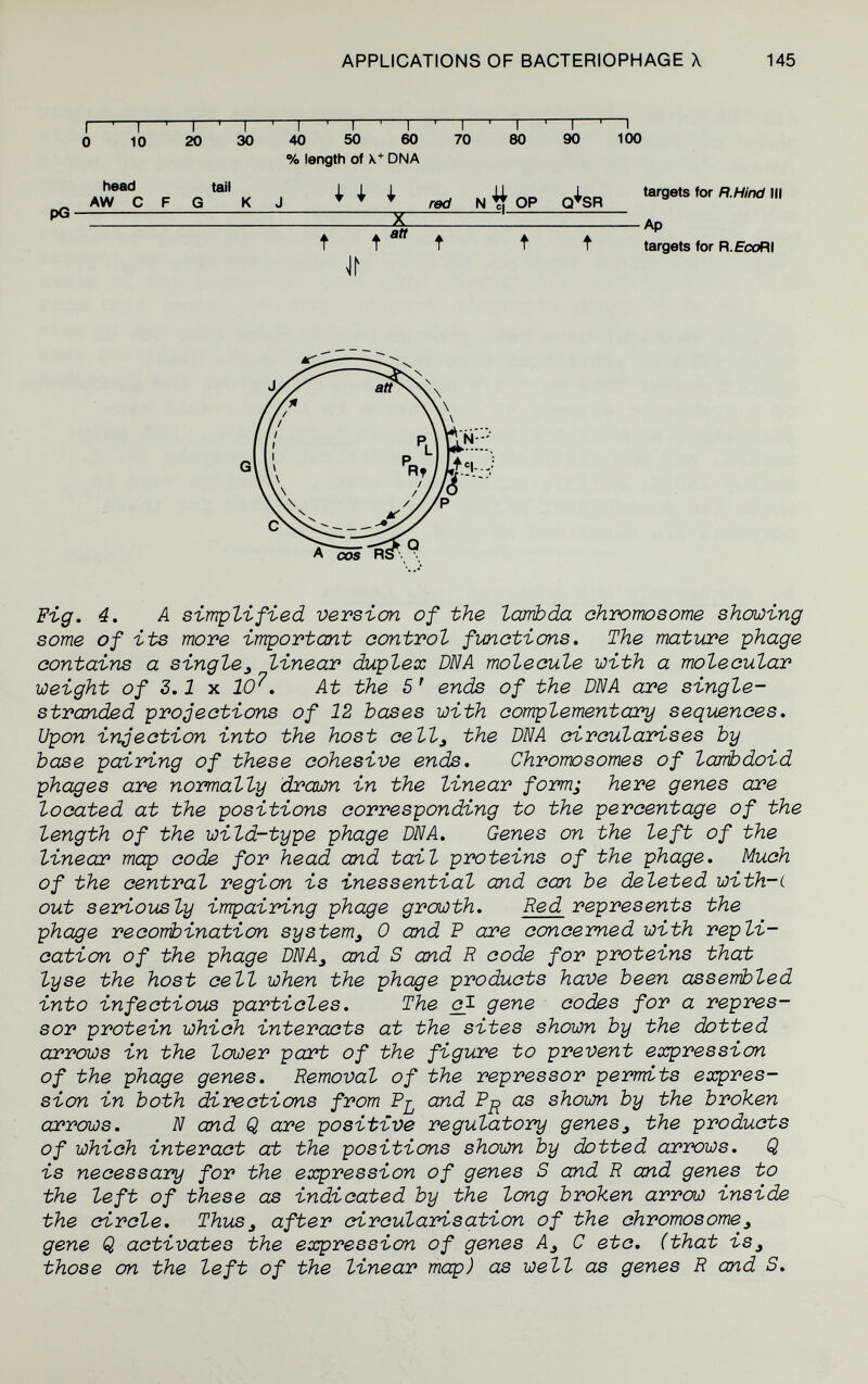 APPLICATIONS OF BACTERIOPHAGE X 145 I—'—I—' i ' I ' I ' I ' I ' I ' I ' I ' I 0 10 20 30 40 50 60 70 80 90 100 % length of \* DNA AvTJFQ'^'KJ Iii /»cfN^OP Q*SR й АР t t t ft targets for R.EcoRI Fig. 4. A simplified vevsicn of the lambda chvomosome shouaing some of its move important oontvol functions. The mature phage contains a single^ linear duplex ШЛ molecule with a molecular weight of 2.1 x 1(9^. At the 5 ' ends of the DNA are single- stranded projections of 12 bases with complementary sequences. Upon injection into the host cell^ the DNA circularises by base pairing of these cohesive ends. Chromosomes of la^>doid phages are normally drawn in the linear form; here genes ал?е located at the positions corresponding to the percentage of the length of the wild-type phage DNA. Genes on the left of the linear map code for head and tail proteins of the phage. Much of the central region is inessential and can be deleted with-L out seriously impairing phage growth. Red represents the phage reconbination system^ 0 and P are concerned with repli¬ cation of the phage DNA^ and S and R code for proteins that lyse the host cell when the phage products have been assembled into infectious particles. The cj- gene codes for a repres¬ sor protein which interacts at the sites shown by the dotted arrows in the lower part of the figure to prevent exp>ression of the phage genes. Removal of the repressor permits expres¬ sion in both directions from Pj^ and P^ as shown by the broken arrows. N and Q are positive regulatory genes^ the products of which interact at the positions shown by dotted arrows. Q is necessary for the expression of genes S and R and genes to the left of these as indicated by iMe long broken arrow inside the circle. ThuSj after circularisation of the chromosome^ gene Q activates the expression of genes A^ С etc. (that is^ those on the left of the linear map) as well as genes R and S.