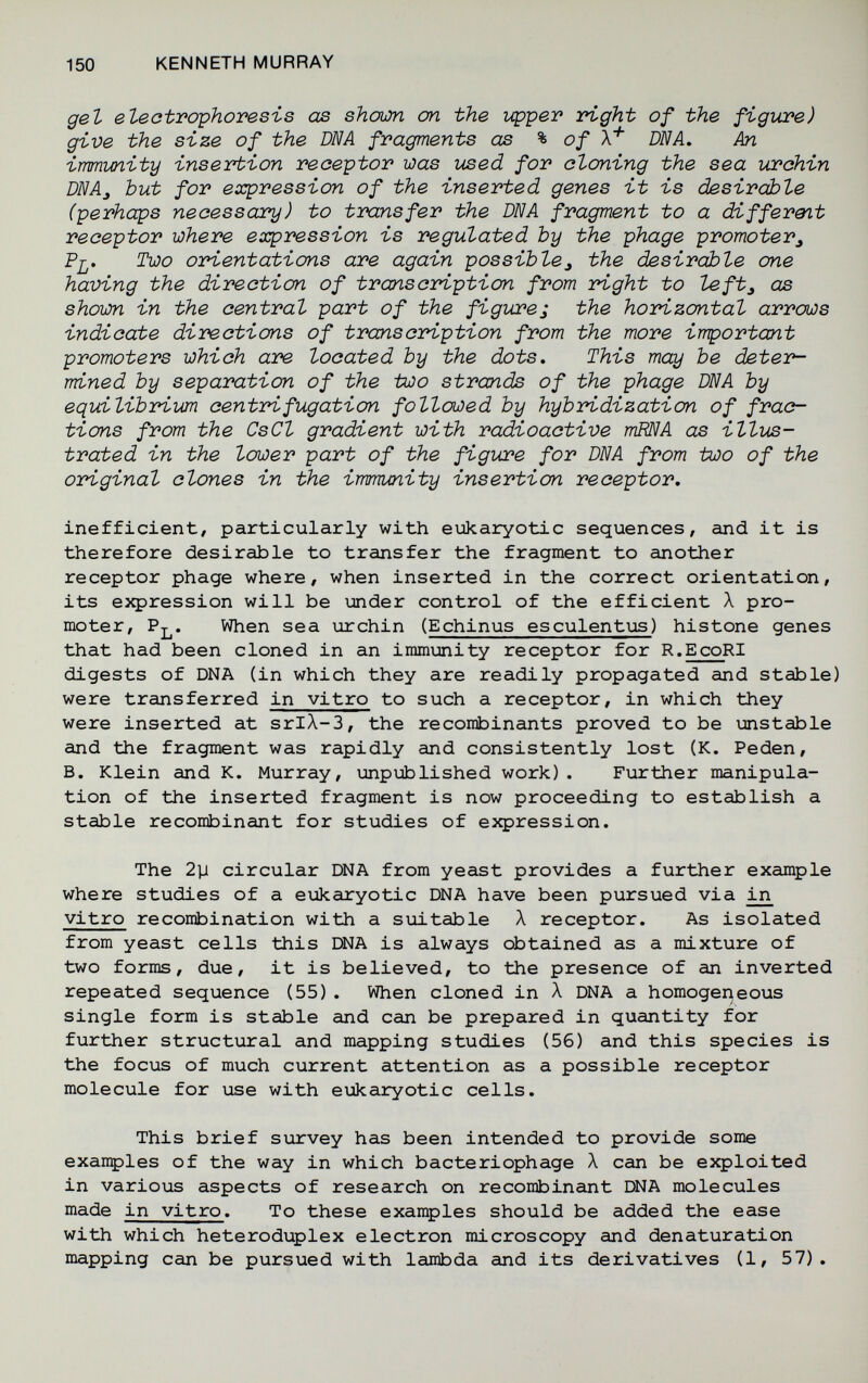 150 KENNETH MURRAY деЪ eteotraphoresis as shewn on the vqpper right of the figure) give the size of the DNA fragments as ^ of X* DNA. An immunity insertion receiptor was used for cloning the sea urchin DNA^ but for ex:pression of the inserted genes it is desirable (perhaps necessary) to transfer the DNA fragment to a different receptor where expression is regulated by the phage promoter^ Pj^. Two orientations are again possible^ the desirable one having the direction of transcription from right to left^ as shown in the central part of the figures the horizontal arrows indicate directions of transcription from the more important promoters which are located by the dots. This may be deter¬ mined by separation of the two strands of the phage DNA by equilibrium centrifugation followed by hybridization of frac¬ tions from the CsCl gradient with radioactive тША as illus¬ trated in the lower part of the figure for DNA from two of the original clones in the immunity insertion receptor. inefficient, particularly with eiikaryotic sequences, and it is therefore desirable to transfer the fragment to another receptor phage where, when inserted in the correct orientation, its eJфression will be under control of the efficient Л pro¬ moter, When sea urchin (Echinus esculentus) histone genes that had been cloned in an immunity receptor for R.EcoRI digests of DNA (in which they are readily propagated and stable) were transferred in vitro to such a receptor, in which they were inserted at srlX-3, the recombinants proved to be imstable and the fragment was rapidly and consistently lost (K. Peden, В. Klein and K. Murray, unpi±)lished work) . Further manipula¬ tion of the inserted fragment is now proceeding to establish a stable recombinant for studies of eiçression. The 2y circular DNA from yeast provides a further example where studies of a eukaryotic DNA have been pursued via in vitro recoiribination with a suitable Л receptor. As isolated from yeast cells this DNA is always obtained as a mixture of two forms, due, it is believed, to the presence of an inverted repeated sequence (55). When cloned in A DNA a homogeneous single form is stable and can be prepared in quantity for further structural and mapping studies (56) and this species is the focus of much current attention as a possible receptor molecule for use with eiokaryotic cells. This brief survey has been intended to provide some exanples of the way in which bacteriophage X can be exploited in various aspects of research on recombinant DNA molecules made in vitro. To these examples should be added the ease with which heteroduplex electron microscopy and denaturation mapping can be pursued with lambda and its derivatives (1, 57).
