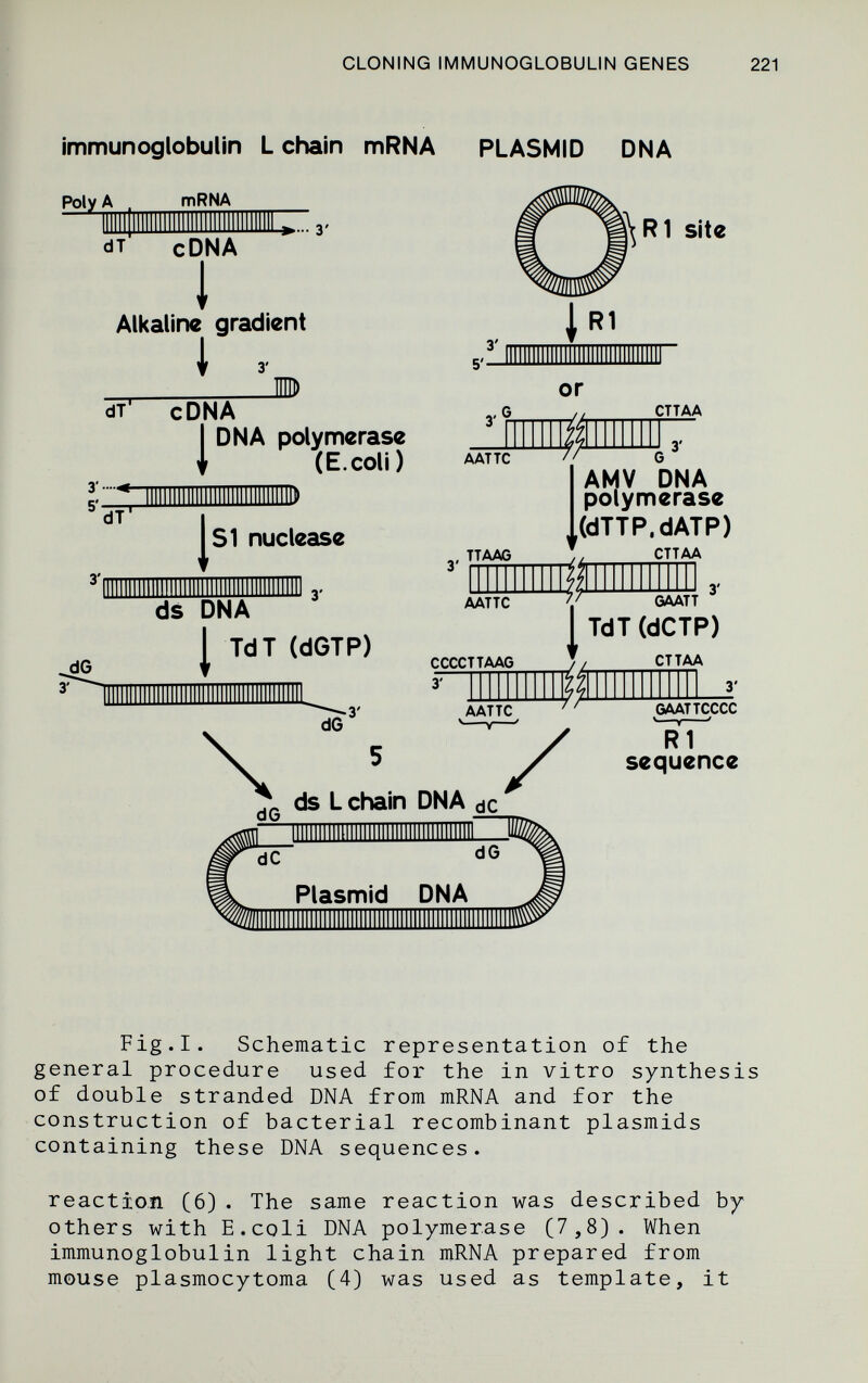 CLONING IMMUNOGLOBULIN GENES immunoglobulin L chain mRNA PLASMID DNA Poly A mRNA dT cDNA 1 Allcallne gradient i JD) dT cDNA 1DNA polymerase (E.coli ) ID 3' •••-• 5' dT' 3' ds SI nuclease DNA 3' I TdT (dGTP) 3' 5'- G AATTC 3' TTAAG AATTC CCCCTTAAG 3' AATTC ^R1 site or CTTAA 3' AMV DNA polymerase ,,(dTTP.dATP) CTTAA 1 GAATT ^ TdT (dCTP) CTTAA 3' GAATTCCCC sequence chain DNA dc dC dG Plasmid DNA Fig. I. Schematic representation of the general procedure used for the in vitro synthesi of double stranded DNA from mRNA and for the construction of bacterial recombinant plasmids containing these DNA sequences. reaction (6). The same reaction was described by others with E.coli DNA polymerase (7,8). When immunoglobulin light chain mRNA prepared from mouse plasmocytoma (4) was used as template, it