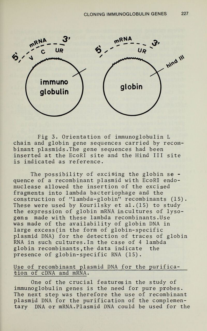 CLONING IMMUNOGLOBULIN GENES 227 \\\ Fig 3. Orientation of inmunoglobulin L chain and globin gene sequences carried by recom¬ binant Plasmids.The gene sequences had been inserted at the EcoRI site and the Hind III site is indicated as reference. The possibility of excising the globin se - quence of a recombinant plasmid with EcoRI endo- nuclease allowed the insertion of the excised fragments into lambda bacteriophage and the construction of lambda-globin recombinants (15). These were used by Kourilsky et al.(15) to study the expression of globin mRNA incultures of lyso- gens made with these lambda recombinants.Use was made of the availability of globin DNA in large excess(in the form of globin-specific plasmid DNA) for the detection of traces of globin RNA in such cultures.In the case of 4 lambda globin recombinants,the data indicate the presence of globin-specific RNA (15). Use of recombinant plasmid DNA for the purifica¬ tion of cDNA and mRNA. One of the crucial features in the study of immunoglobulin genes is the need for pure probes. The next step was therefore the use of recombinant plasmid DNA for the purification of the complemen¬ tary DNA or mRNA.Plasmid DNA could be used for the