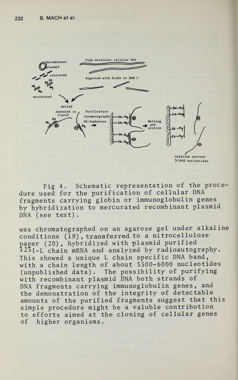 232 В. MACH et а/. .Recombinant lasnvid sonicated High molecular cellular DNA Ч ^ mercurated melted annealed in / Purification liquid Alkaline sucrose > 2000 nucleotides Fig 4. Schematic representation of the proce¬ dure used for the purification of cellular DNA fragments carrying globin or immunoglobulin genes by hybridization to mercurated recombinant plasmid DNA (see text). was chromatographed on an agarose gel under alkaline conditions (19), transferred to a nitrocellulose paper (20), hybridized with plasmid purified l25i_L chain mRNA and analyzed by radioautography. This showed a unique L chain specific DNA band, with a chain length of about 5500-6000 nucleotides (unpublished data). The possibility of purifying with recombinant plasmid DNA both strands of DNA fragments carrying immunoglobulin genes, and the demonstration of the integrity of detectable amounts of the purified fragments suggest that this simple procedure might be a valuble contribution to efforts aimed at the cloning of cellular genes of higher organisms.