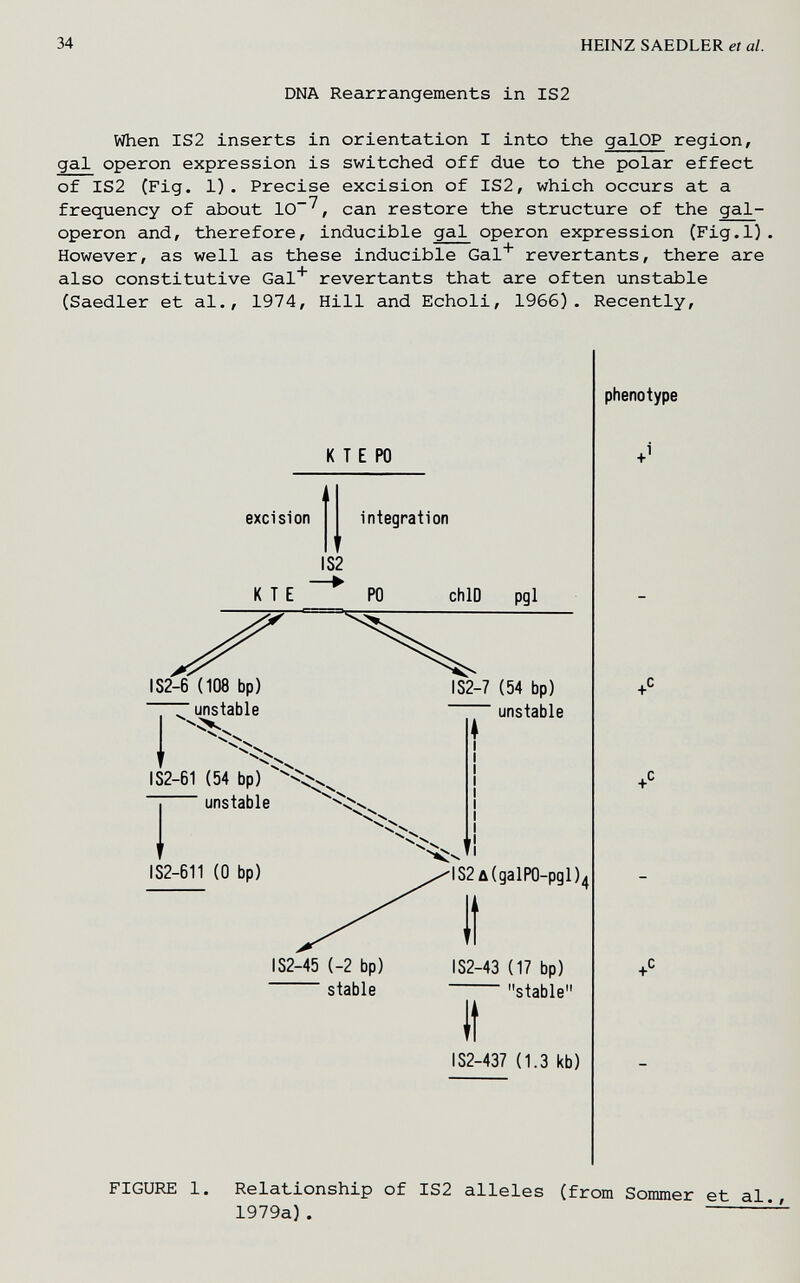 34 HEINZ SAEDLER et al. DNA Rearrangements in IS2 When IS2 inserts in orientation I into the galOP region, gal Operon expression is switched off due to the polar effect of IS2 (Fig. 1). Precise excision of IS2, which occurs at a frequency of about 10^, can restore the structure of the gal- operon and, therefore, inducible gal operon expression (Fig.l). However, as well as these inducible Gal^ revertants, there are also constitutive Gal* revertants that are often unstable (Saedler et al., 1974, Hill and Echoli, 1966). Recently, К T E PO excision integration IS2 К T E PO chlD pgl IS2-6 (108 bp) unstable -X. IS2-61 (54 bp)  unstable IS2-611 (0 bp) IS2-7 (54 bp) unstable IS2-45 (-2 bp) stable 182л(да1Р0-рд1)4 IS2-43 (17 bp) stable it IS2-437 (1.3 kb) phenotype FIGURE 1. Relationship of IS2 alleles (from Sommer et al 1979a). —