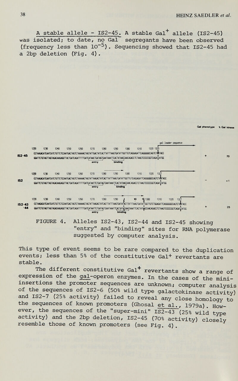 38 HEINZ SAEDLER et al. A stable allele - IS2-45. A stable Gal^ allele (IS2-45) was isolated; to date, no Gal segregante have been observed (frequency less than 10^). Sequencing showed that IS2-45 had a 2bp deletion (Fig. 4). Ori phenotype % Qai к1п«м gal leader sequence I 1220 1230 1240 1250 1260 1270 1280 1290 1300 1310 Alta 68»ni:i6I«6nttI»6ÍC«6«66II»CTGAIC»6AITTIIGATC»HACI6AI*6TEAAI»AAIICACIIT»ACCMUIUCCItI«»GICCra:66IC«G*yiTG6 ^ ^ CCI|U6ilCAICAAIC»ICTSIICia:ul6jlCI»GICIUAMCI»6IÍIISACIAIC»CTI»inAAGTSAIAII66IIGICA6GÍGÍIIC»G6666a:»8ICI« CT 1230 12« 1250 1260 1270 1280 1290 1300 1310 1320 13^ CtlAAEAOICAATCAICISnCICCAAIEACIAGICIAAAAACIAEIAmASACIAICttTTAIITAAGIGAIAIISGITGICAGGAGAIICAGSSGtCCASICIAllACC 6e<nCT6TACITAETAGACAA6AG6TTACTGATCA6ATTTlTGATCATAATTCTGATA^T6AATAAATTC>CIATAAq:AACAGACCTCTAAGrCCmGGrCA6AyATG6 entry binding 1220 1230 1240 1250 1260 1270 12Í0 1290 J 10 fj 1300 1310 1320 1327 IS2-43 cctaa6acaic«icatcigttciccaaigaciagiciaaaaíciagiaiiaagaci4TcaciiaiiiaagtgaiaiHciiaiii»agigat»iiggitgiciggagaiicigggggccagictAiicc •44 6GJinCI6IA6ITA£IASACAAGAGÍIIACICAICAGAIIIIIGAICAIAAIICIGAIAplGAAIAAAIiqACWIigíGAAJ«AAIICACIITYCCAAC»GACCICIAAGICCCa:GGICIGAy»TGG  entry binding FIGURE 4. Alleles IS2-43, IS2-44 and IS2-45 showing entry and binding sites for RNA polymerase suggested by computer analysis. This type of event seems to be rare compared to the duplication events; less than 5% of the constitutive Gal+ revertants are stable. The different constitutive Gal* revertants show a range of expression of the gal-operon enzymes. In the cases of the mini- insertions the promoter sequences are unknown; computer analysis of the sequences of IS2—6 (50% wild type galactokinase activity) and IS2-7 (25% activity) failed to reveal any close homology to the sequences of known promoters (Ghosal et al., 1979a). How¬ ever, the sequences of the super-mini IS2-43 (25% wild type activity) and the 2bp deletion, IS2-45 (70% activity) closely resemble those of known promoters (see Fig. 4).