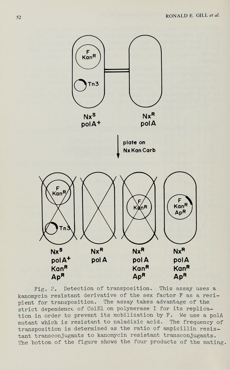 52 RONALD E. GILL et al. Nx pol A plate on NxKanCarb Nx polA Kon Ap Fig. 2. Detection of transposition. This assay uses a kanomycin resistant derivative of the sex factor F as a reci¬ pient for transposition. The assay takes advantage of the strict dependence of ColEl on polymerase I for its replica¬ tion in order to prevent its mobilization Ъу F. We use a polA mutant which is resistant to naladixic acid. The frequency of transposition is determined as the ratio of ampicillin resis¬ tant transconjugants to kanomycin resistant transconjugants. The bottom of the figure shows the four products of the mating.