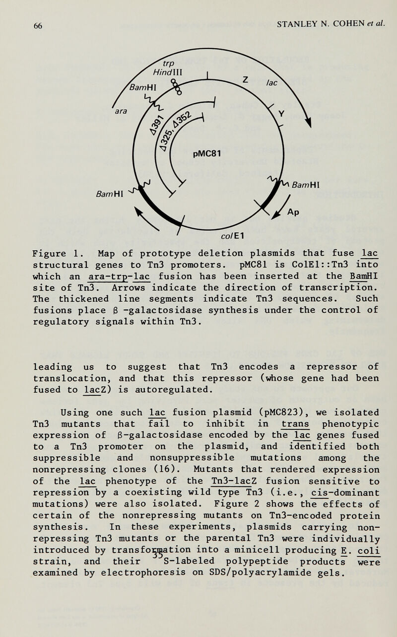 66 STANLEY N. COHEN et al. Figure 1. Map of prototype deletion plasmids that fuse lac structural genes to Tn3 promoters. pMC81 is ColEl::Tn3 into which an ara-trp-lac fusion has been inserted at the BamHI site of Tn3. Arrows indicate the direction of transcription. The thickened line segments indicate Tn3 sequences. Such fusions place 3 -galactosidase synthesis under the control of regulatory signals within Tn3. leading us to suggest that Tn3 encodes a repressor of translocation, and that this repressor (whose gene had been fused to lacZ) is autoregulated. Using one such lac fusion plasmid (pMC823), we isolated Tn3 mutants that fail to inhibit in trans phenotypic expression of 3-galactosidase encoded by the lac genes fused to a Tn3 promoter on the plasmid, and identified both suppressible and nonsuppressible mutations among the nonrepressing clones (16). Mutants that rendered expression of the lac phenotype of the Tn3-lacZ fusion sensitive to repression by a coexisting wild type Tn3 (i.e., cis-dominant mutations) were also isolated. Figure 2 shows the effects of certain of the nonrepressing mutants on Tn3-encoded protein synthesis. In these experiments, plasmids carrying non- repressing Tn3 mutants or the parental Tn3 were individually introduced by transforation into a miniceli producing E. coli strain, and their S-labeled polypeptide products were examined by electrophoresis on SDS/polyacrylamide gels.