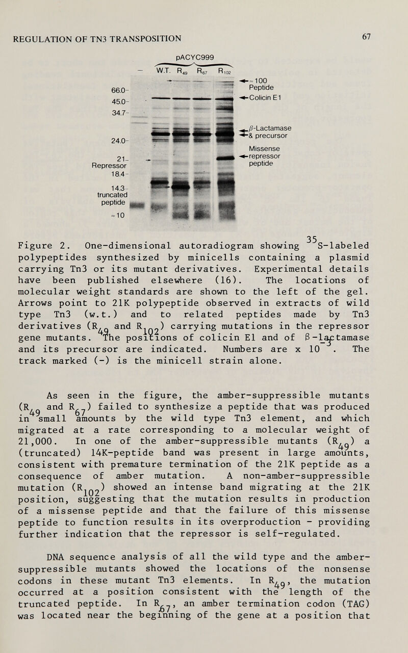 REGULATION OF TN3 TRANSPOSITION 67 PACYC999 W.T. R4g Рб7 RI02 66.0- 45.0- 34.7- 24.0- 21- Repressor 18.4- 14.3- truncated peptide «10 зввае £|||â||t Шшц SB -=100 Peptide -Colicin El .;ß-Lactamase -& precursor Missense -repressor peptide 35 Figure 2. One-dimensional autoradiogram showing S-labeled polypeptides synthesized by minicells containing a plasmid carrying Tn3 or its mutant derivatives. Experimental details have been published elsewhere (16). The locations of molecular weight standards are shown to the left of the gel. Arrows point to 21K polypeptide observed in extracts of wild type Tn3 (w.t.) and to related peptides made by Tn3 derivatives (R»q and carrying mutations in the repressor gene mutants. The positions of colicin El and of 3-]^^tamase and its precursor are indicated. Numbers are x 10 . The track marked (-) is the miniceli strain alone. As seen in the figure, the amber-suppressible mutants (R^ and Rgy) failed to synthesize a peptide that was produced in small amounts by the wild type Tn3 element, and which migrated at a rate corresponding to a molecular weight of 21,000. In one of the amber-suppressible mutants a (truncated) 14K-peptide band was present in large amounts, consistent with premature termination of the 21K peptide as a consequence of amber mutation. A non-amber-suppressible mutation (R^q2^ showed an intense band migrating at the 21K position, suggesting that the mutation results in production of a missense peptide and that the failure of this missense peptide to function results in its overproduction - providing further indication that the repressor is self-regulated. DNA sequence analysis of all the wild type and the amber- suppressible mutants showed the locations of the nonsense codons in these mutant Tn3 elements. In R¿^gj the mutation occurred at a position consistent with the length of the truncated peptide. In R^yj an amber termination codon (TAG) was located near the beginning of the gene at a position that