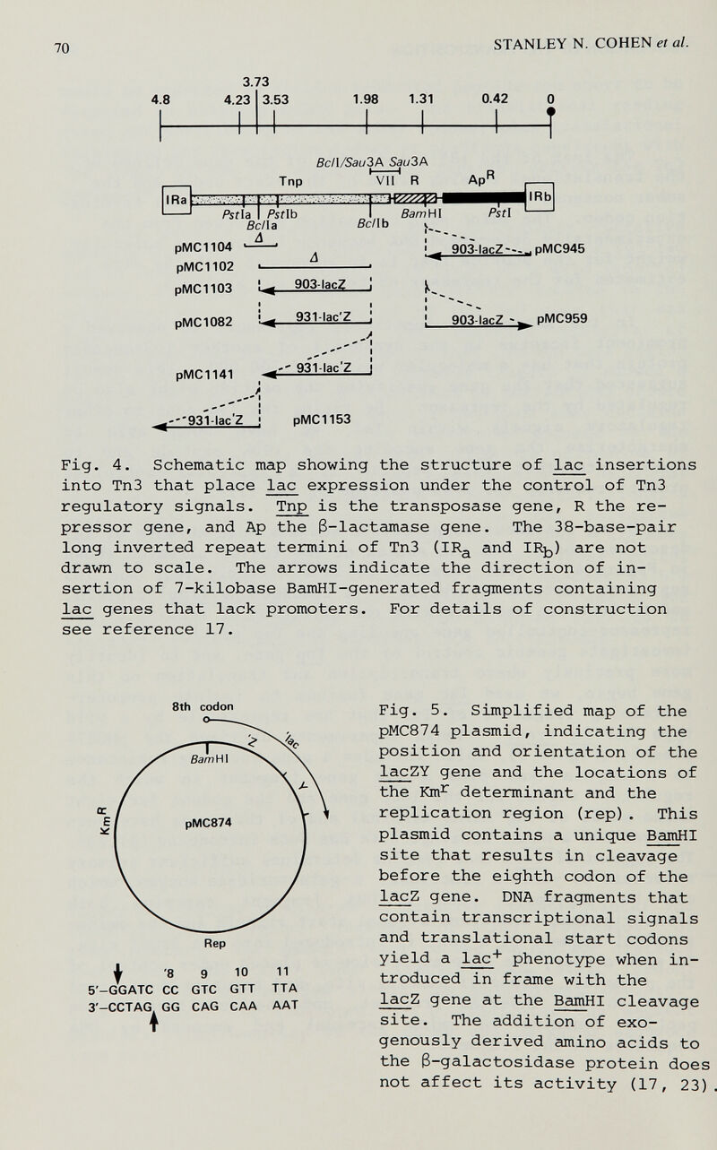 70 STANLEY N. COHEN et al. 3.73 4.8 4.23 3.53 1.98 1.31 0.42 IRa gc/l/Sao3A Sau3A Tnp VII R pMC1104 pMC1102 рМСПОЗ pMC1082 pMCIUI ---'93Í-lac'Z Pstla I Psrib Se/la Л . ВсПЬ Ват Hi Pstl ! ^ 903-lacZ ! ■ I ! ^ 931-lac'Z : I 931-lac'Z I ' ^ 903-lacZ-.^pMC945 ! 903-lacZ -w рМС959 pMC1153 Fig. 4. Schematic map showing the structure of lac insertions into ТпЗ that place lac expression under the control of Tn3 regulatory signals. Tnp is the transposase gene, R the re¬ pressor gene, and Ap the 3-lactamase gene. The 38-base-pair long inverted repeat termini of Tn3 (IR^ and IRt)) are not drawn to scale. The arrows indicate the direction of in¬ sertion of 7-kilobase BamHI-generated fragments containing lac genes that lack promoters. For details of construction see reference 17. 8th codon '8 9 10 11 5'-GGATC CC GTC GTT ТТЛ З'-CCTAG, GG CAG CAA AAT I Fig. 5. Simplified map of the pMC874 Plasmid, indicating the position and orientation of the lacZY gene and the locations of the Km^ determinant and the replication region (rep). This Plasmid contains a unique BamHI site that results in cleavage before the eighth codon of the lacZ gene. DNA fragments that contain transcriptional signals and translational start codons yield a lac* phenotype when in¬ troduced in frame with the lacZ gene at the BamHI cleavage site. The addition of exo- genously derived amino acids to the ß-galactosidase protein does not affect its activity (17, 23),