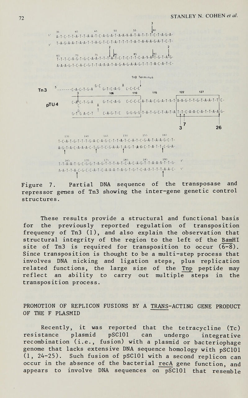 72 STANLEY N. COHEN et al. 35 40 45 50  |бО A-J-C-T-T-A-T-T-A-A-T-C-A-G-A-T-A-A-A-A-T-A-T-T-T-C-T-A-G-A- y.ft-Q-A-A-T-A-A-T-T-A-G-T-C-T-A-T-T-T-T-A-T-A-A-A-G-A-T-C-T- 190 Л-АЧ- jlT-T-C-A-'G-T-G-C-A-A-T-T-T-A-f-C-T-C-T-f-C-A-A-A^T-G-T-A-G- A-A-A-G-T-C-A-C-G-T-T-A-A-A-T-A-G-A-G-A-A-G-T-T-T-A-C-A-T-C- ТпЗ pTU4 ТпЗ Terminus --C-A-C-T-G-A ^ ^ G-T-C-A-6 ^ C-C-C-J 3 106 0 116 —1—— ] (;_д1 G-T-C-A-G C-C-C-CyA-T-A-C-G-A-T-,A-T С А 6-Л A-C-T ^ C-A-G-T-C G-G-G-G[T-A-T-G-C-T-A-T-A|T-T-C-A-A-C-A-T-T-ft-A 135 140 U5 150 15S lf>0 j_(;.ft-y-6-T-T-T-G-A-C-A-G-C-T-T-A-T-C-A-T-C-G-A-T-A-A-G-C-T- A-G-T-A-C-A-A-A-C-TìG-T-C-G-A-A-TtA-G-T-A-G-C-T-A-T-TTC-G-A- t t t 165 170 1'5 180 185 190 ,, T-T-A-A-T-G-C-G-G-T-A-6-T-T-T-A-T-C-A-C-A-G-T-T-A-A-A-T-T-G- A-A-T-T-A|C-G-C-C-A-T-C-A-A-A-T-A-G-T-G-T-C-A-A-T-T-T|A-A-C- 5' Figure 7. Partial DNA sequence of the transposase and repressor genes of Tn3 showing the inter—gene genetic control structures. These results provide a structural and functional basis for the previously reported regulation of transposition frequency of Tn3 (1), and also explain the observation that structural integrity of the region to the left of the BamHI site of Tn3 is required for transposition to occur (6-8). Since transposition is thought to be a multi-step process that involves DNA nicking and ligation steps, plus replication related functions, the large size of the Tnp peptide may reflect an ability to carry out multiple steps in the transposition process. PROMOTION OF REPLICON FUSIONS BY A TRANS-ACTING GENE PRODUCT OF THE F PLASMID Recently, it was reported that the tetracycline (Tc) resistance plasmid pSClOl can undergo integrative recombination (i.e., fusion) with a plasmid or bacteriophage genome that lacks extensive DNA sequence homology with pSClOl (1, 24-25), Such fusion of pSClOl with a second replicón can occur in the absence of the bacterial recA gene function, and appears to involve DNA sequences on pSClOl that resemble