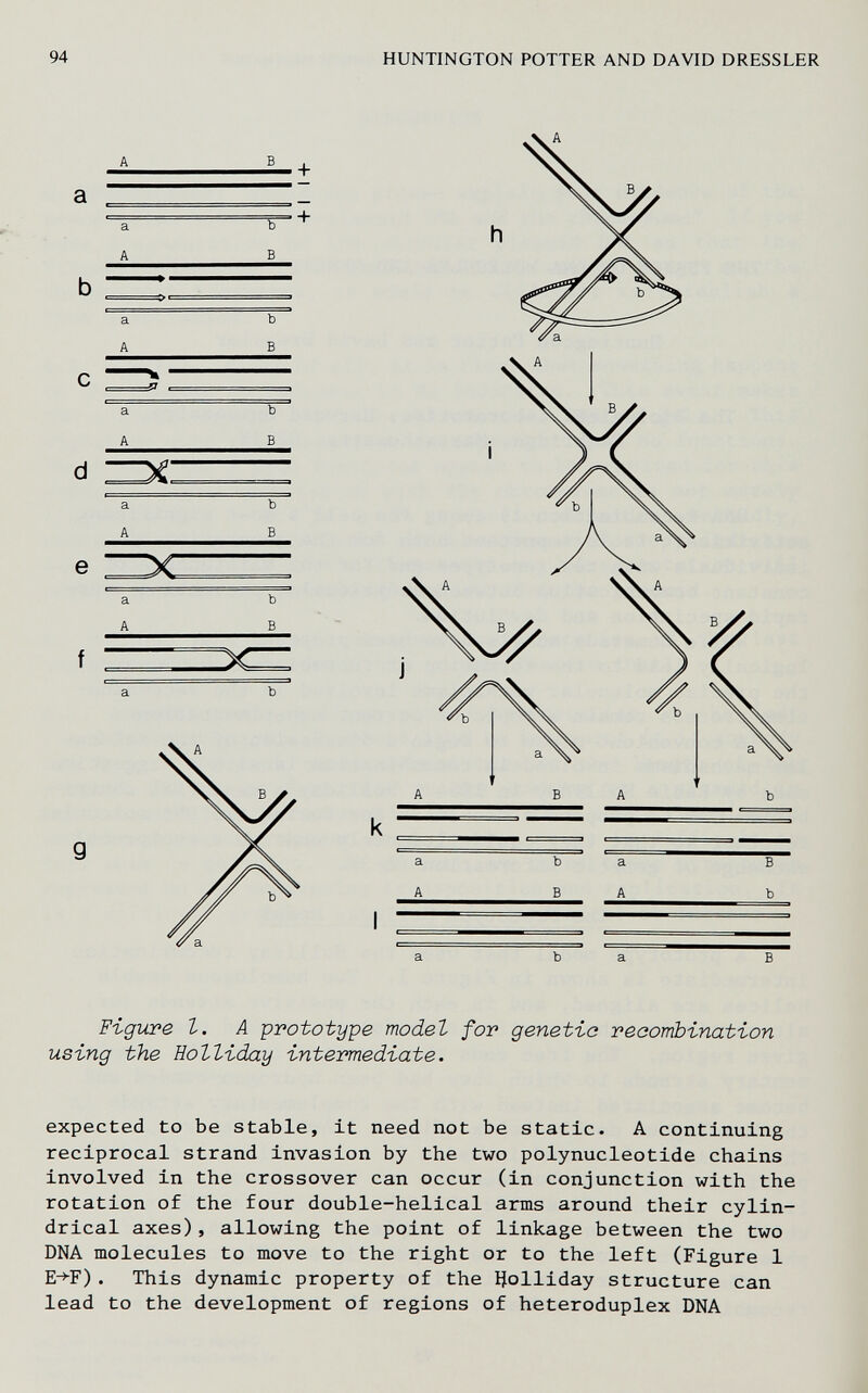 94 HUNTINGTON POTTER AND DAVID DRESSLER d .+ I ~~ •+ F-tguve I. A prototype model for genetic veeombination using the Eolliday intermediate. expected to be stable, it need not be static. A continuing reciprocal strand invasion by the two polynucleotide chains involved in the crossover can occur (in conjunction with the rotation of the four double-helical arms around their cylin¬ drical axes), allowing the point of linkage between the two DNA molecules to move to the right or to the left (Figure 1 E->F) . This dynamic property of the IJolliday structure can lead to the development of regions of heteroduplex DNA