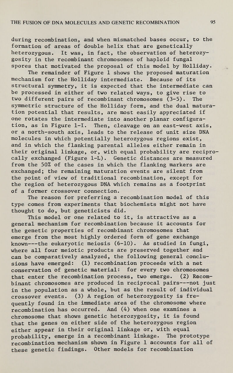 THE FUSION OF DNA MOLECULES AND GENETIC RECOMBINATION 95 during recombination, and when mismatched bases occur, to the formation of areas of double helix that are genetically heterozygous. It was, in fact, the observation of heterozy¬ gosity in the recombinant chromosomes of haploid fungal spores that motivated the proposal of this model by Holliday. The remainder of Figure 1 shows the proposed maturation mechanism for the Holliday intermediate. Because of its structural symmetry, it is expected that the intermediate can be processed in either of two related ways, to give rise to two different pairs of recombinant chromosomes (3-5). The symmetric structure of the Holliday form, and the dual matura¬ tion potential that results, are most easily appreciated if one rotates the intermediate into another planar configura¬ tion, as in Figure l-I. Then, cleavage on an east-west axis, or a north-south axis, leads to the release of unit size DNA molecules in which potentially heterozygous regions exist, and in which the flanking parental alleles either remain in their original linkage, or, with equal probability are recipro¬ cally exchanged (Figure 1-L). Genetic distances are measured from the 50% of the cases in which the flanking markers are exchanged; the remaining maturation events are silent from the point of view of traditional recombination, except for the region of heterozygous DNA which remains as a footprint of a former crossover connection. The reason for preferring a recombination model of this type comes from experiments that biochemists might not have thought to do, but geneticists did. This model or one related to it, is attractive as a general mechanism for recombination because it accounts for the genetic properties of recombinant chromosomes that emerge from the most highly ordered form of gene exchange known the eukaryotic meiosis (6-10). As studied in fungi, where all four meiotic products are preserved together and can be comparatively analyzed, the following general conclu¬ sions have emerged: (1) recombination proceeds with a net conservation of genetic material: for every two chromosomes that enter the recombination process, two emerge. (2) Recom¬ binant chromosomes are produced in reciprocal pairs not just in the population as a whole, but as the result of individual crossover events. (3) A region of heterozygosity is fre¬ quently found in the immediate area of the chromosome where recombination has occurred. And (4) when one examines a chromosome that shows genetic heterozygosity, it is found that the genes on either side of the heterozygous region either appear in their original linkage or, with equal probability, emerge in a recombinant linkage. The prototype recombination mechanism shown in Figure 1 accounts for all of these genetic findings. Other models for recombination