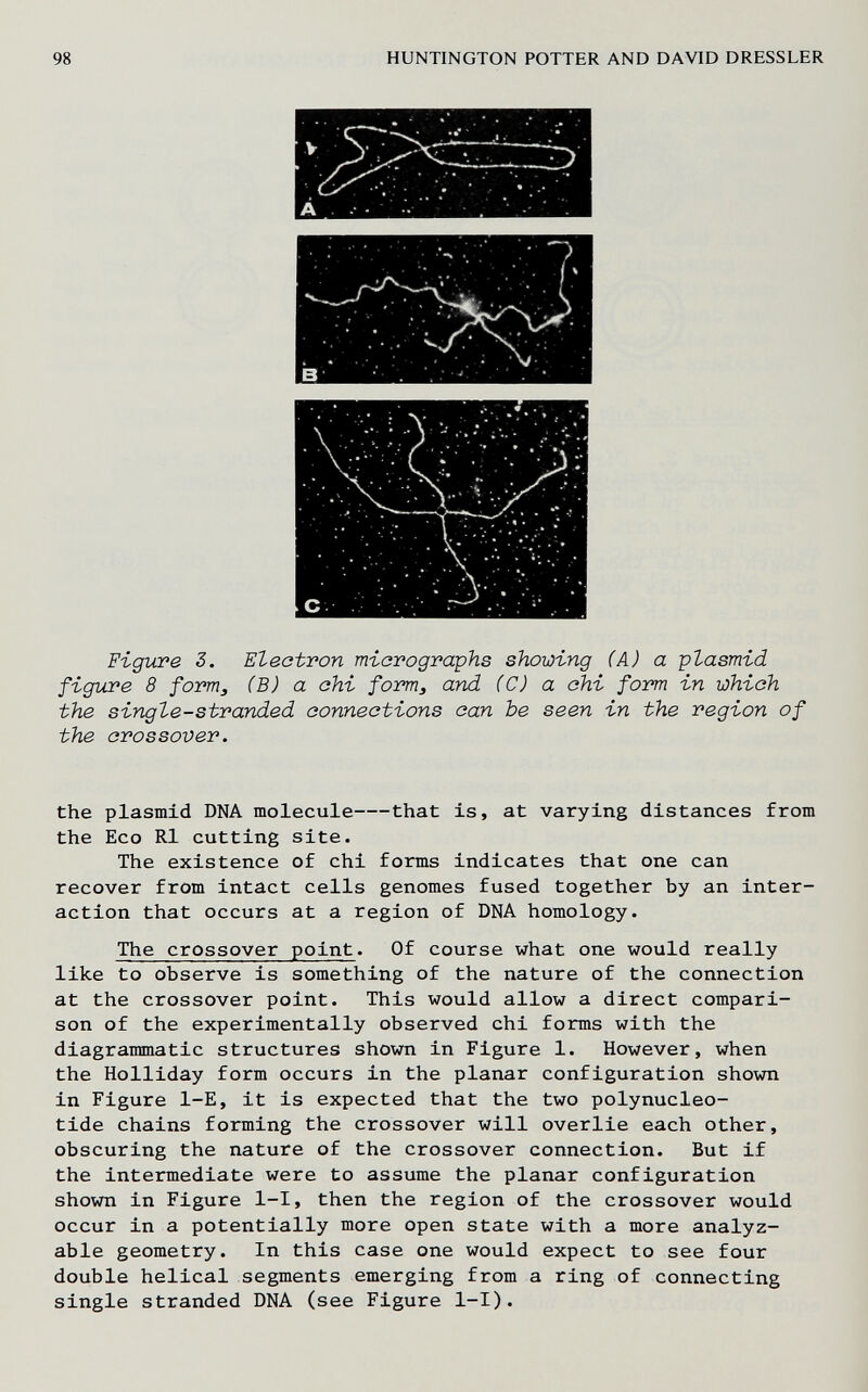 98 HUNTINGTON POTTER AND DAVID DRESSLER Figure S. Electron micrographs showing (A) a ptasmid figure 8 form, (В) a ahi form^ and (С) a chi form in which the singZe-stranded connections can be seen in the region of the crossover. the Plasmid DNA molecule that is, at varying distances from the Eco RI cutting site. The existence of chi forms indicates that one can recover from intact cells genomes fused together by an inter¬ action that occurs at a region of DNA homology. The crossover point. Of course what one would really like to observe is something of the nature of the connection at the crossover point. This would allow a direct compari¬ son of the experimentally observed chi forms with the diagrammatic structures shown in Figure 1. However, when the Holliday form occurs in the planar configuration shown in Figure 1-Е, it is expected that the two polynucleo¬ tide chains forming the crossover will overlie each other, obscuring the nature of the crossover connection. But if the intermediate were to assume the planar configuration shown in Figure l-I, then the region of the crossover would occur in a potentially more open state with a more analyz- able geometry. In this case one would expect to see four double helical segments emerging from a ring of connecting single stranded DNA (see Figure l-I).