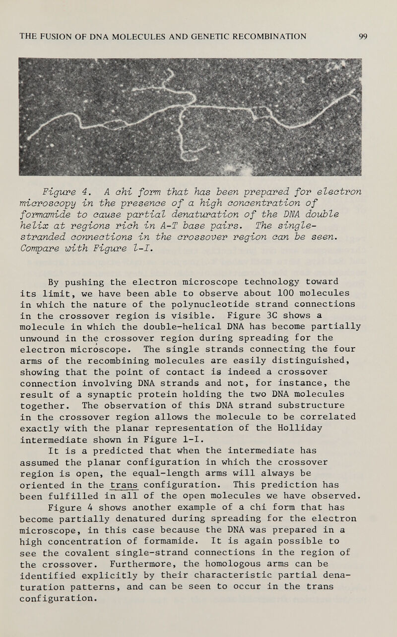 THE FUSION OF DNA MOLECULES AND GENETIC RECOMBINATION 99 Figure 4. A ahi form that has been prepared for electron miorosoopy in the presence of a high concentration of formamide to cause partial denatuvation of the DNA double helix at regions rich in A-T base pairs. The single- stranded connections in the crossover region can be seen. Compare with Figure 1-1. By pushing the electron microscope technology toward Its limit, we have been able to observe about 100 molecules in which the nature of the polynucleotide strand connections in the crossover region is visible. Figure 3C shows a molecule in which the double-helical DNA has become partially unwound in the crossover region during spreading for the electron microscope. The single strands connecting the four arms of the recombining molecules are easily distinguished, showing that the point of contact is indeed a crossover connection involving DNA strands and not, for instance, the result of a synaptic protein holding the two DNA molecules together. The observation of this DNA strand substructure in the crossover region allows the molecule to be correlated exactly with the planar representation of the Holliday intermediate shown in Figure l-I. It is a predicted that when the intermediate has assumed the planar configuration in which the crossover region is open, the equal-length arms will always be oriented in the trans configuration. This prediction has been fulfilled in all of the open molecules we have observed. Figure 4 shows another example of a chi form that has become partially denatured during spreading for the electron microscope, in this case because the DNA was prepared in a high concentration of formamide. It is again possible to see the covalent single-strand connections in the region of the crossover. Furthermore, the homologous arms can be identified explicitly by their characteristic partial dena- turation patterns, and can be seen to occur in the trans configuration.