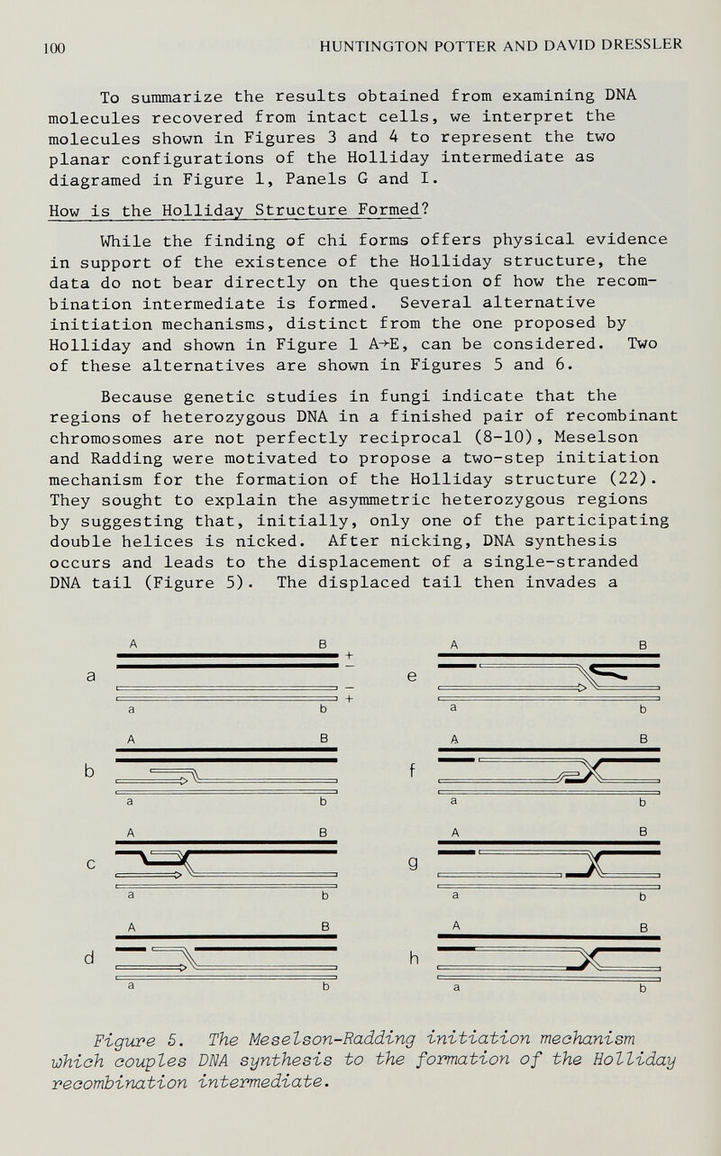 100 HUNTINGTON POTTER AND DAVID DRESSLER To sunmiarize the results obtained from examining DNA molecules recovered from intact cells, we interpret the molecules shown in Figures 3 and 4 to represent the two planar configurations of the Holliday intermediate as diagramed in Figure 1, Panels G and I. How is the Holliday Structure Formed? While the finding of chi forms offers physical evidence in support of the existence of the Holliday structure, the data do not bear directly on the question of how the recom¬ bination intermediate is formed. Several alternative initiation mechanisms, distinct from the one proposed by Holliday and shown in Figure 1 A->-E, can be considered. Two of these alternatives are shown in Figures 5 and 6. Because genetic studies in fungi indicate that the regions of heterozygous DNA in a finished pair of recombinant chromosomes are not perfectly reciprocal (8-10), Meselson and Radding were motivated to propose a two-step initiation mechanism for the formation of the Holliday structure (22). They sought to explain the asymmetric heterozygous regions by suggesting that, initially, only one of the participating double helices is nicked. After nicking, DNA synthesis occurs and leads to the displacement of a single-stranded DNA tail (Figure 5). The displaced tail then invades a A В A a e a b A В b a b A В С d a b A В Figvœe S. The Mesetson-Radding initiation mechanism which couples DNA synthesis to the formation of the Holliday recombination intermediate.