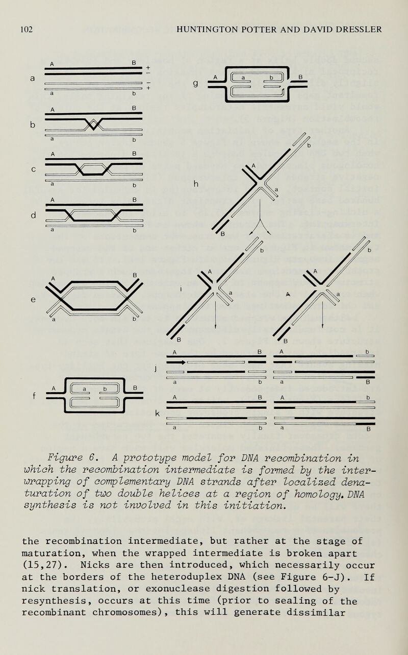 102 HUNTINGTON POTTER AND DAVID DRESSLER Ж Ч —X— ~1 ir В А 11 а |В Г b а В А b а Figure 6. А prototype model for DIU А reeombination in which the reeombination intermediate is formed by the inter- wrapping of oomplementax'y ÖM strands after localized dena- turation of two double helices at a region of homology. DNA synthesis is not involved in this initiation. the recombination intermediate, but rather at the stage of maturation, when the wrapped intermediate is broken apart (15,27). Nicks are then introduced, which necessarily occur at the borders of the heteroduplex DNA (see Figure 6-J). If nick translation, or exonuclease digestion followed by resynthesis, occurs at this time (prior to sealing of the recombinant chromosomes), this will generate dissimilar