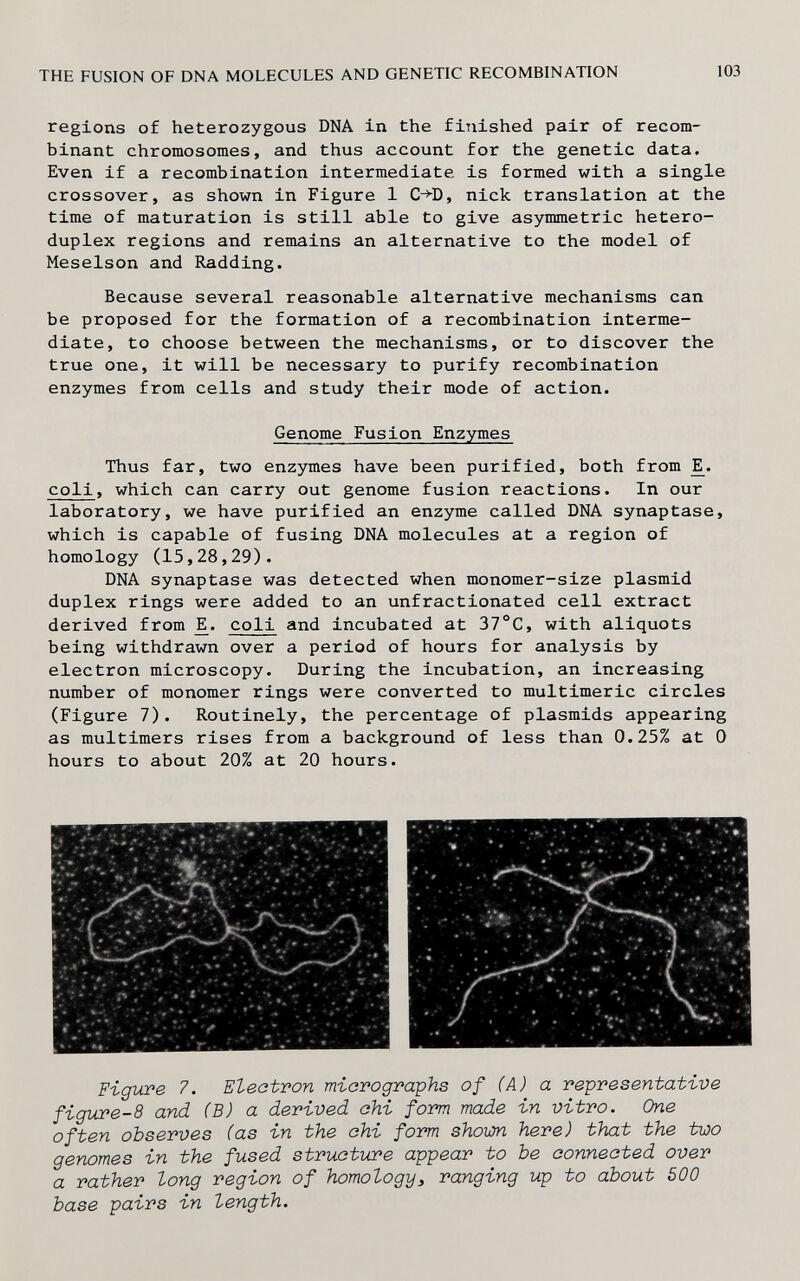 THE FUSION OF DNA MOLECULES AND GENETIC RECOMBINATION 103 regions of heterozygous DNA in the finished pair of recom¬ binant chromosomes, and thus account for the genetic data. Even if a recombination intermediate is formed with a single crossover, as shown in Figure 1 C->^D, nick translation at the time of maturation is still able to give asymmetric hetero¬ duplex regions and remains an alternative to the model of Meselson and Radding. Because several reasonable alternative mechanisms can be proposed for the formation of a recombination interme¬ diate, to choose between the mechanisms, or to discover the true one, it will be necessary to purify recombination enzymes from cells and study their mode of action. Genome Fusion Enzymes Thus far, two enzymes have been purified, both from coli, which can carry out genome fusion reactions. In our laboratory, we have purified an enzyme called DNA synaptase, which is capable of fusing DNA molecules at a region of homology (15,28,29). DNA synaptase was detected when monomer-size plasmid duplex rings were added to an unfractionated cell extract derived from coli and incubated at 37°C, with aliquots being withdrawn over a period of hours for analysis by electron microscopy. During the incubation, an increasing number of monomer rings were converted to multimeric circles (Figure 7). Routinely, the percentage of plasmids appearing as multimers rises from a background of less than 0.25% at 0 hours to about 20% at 20 hours. Figure 7. Eleatron micrographs of (A) a représentative figure-8 and (B) a derived ohi form made in vitro. One often observes (as in the ohi form shown here) that the two genomes in the fused structure appear to be connected over a rather long region of homology^ ranging up to about 500 base pairs in length.