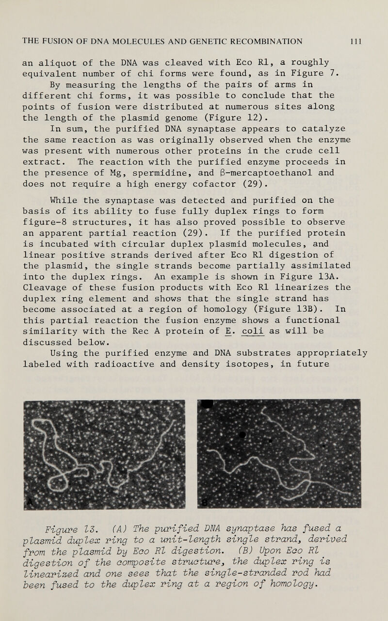 THE FUSION OF DNA MOLECULES AND GENETIC RECOMBINATION ill an aliquot of the DNA was cleaved with Eco Ri, a roughly equivalent number of chi forms were found, as in Figure 7. By measuring the lengths of the pairs of arms in different chi forms, it was possible to conclude that the points of fusion were distributed at numerous sites along the length of the plasmid genome (Figure 12). In sum, the purified DNA synaptase appears to catalyze the same reaction as was originally observed when the enzyme was present with numerous other proteins in the crude cell extract. The reaction with the purified enzyme proceeds in the presence of Mg, spermidine, and ß-mercaptoethanol and does not require a high energy cofactor (29). While the synaptase was detected and purified on the basis of its ability to fuse fully duplex rings to form figure-8 structures, it has also proved possible to observe an apparent partial reaction (29). If the purified protein is incubated with circular duplex plasmid molecules, and linear positive strands derived after Eco RI digestion of the plasmid, the single strands become partially assimilated into the duplex rings. An example is shown in Figure 13A. Cleavage of these fusion products with Eco RI linearizes the duplex ring element and shows that the single strand has become associated at a region of homology (Figure 13B). In this partial reaction the fusion enzyme shows a functional similarity with the Ree A protein of coli as will be discussed below. Using the purified enzyme and DNA substrates appropriately labeled with radioactive and density isotopes, in future Figure IZ. (A) The yurified DNA synaptase has fused a plasmid duplex ring to a unit-length single strand^ derived from the plasmid by Eoo Ri digestion. (В) Upon Eao Rl digestion of the oomposite structure^ the duplex ring is linearized and one sees that the single-stranded rod had been fused to the duplex ring at a region of homology.