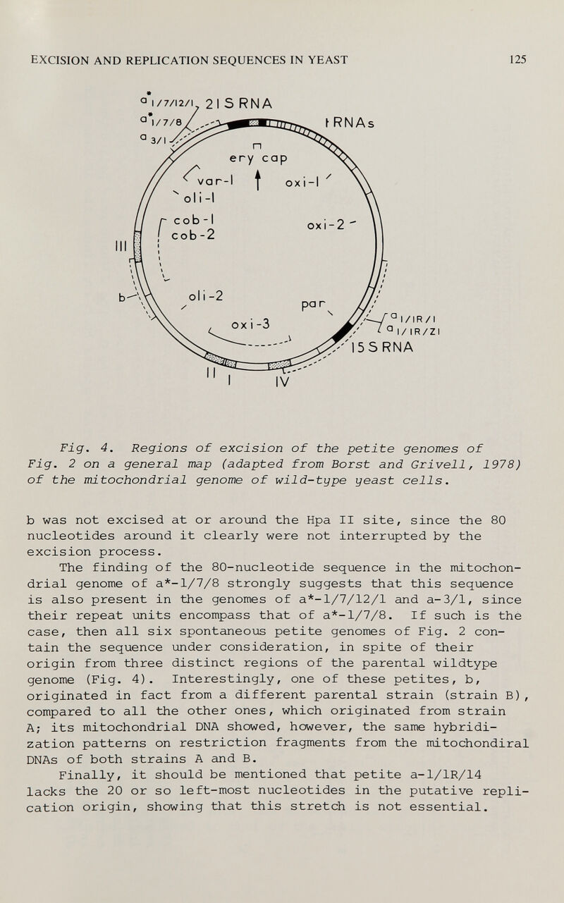 EXCISION AND REPLICATION SEQUENCES IN YEAST 125 a I/7/I2/I 2 I S RNA // г cob -I ' I cob-2 rn ' Л \ * IV Fig. 4. Regions of excision of the petite genomes of Fig. 2 on a general map (adapted from Borst and Grivell, 1978) of the mitochondrial genome of wild-type yeast cells. b was not excised at or around the Hpa II site, since the 80 nucleotides around it clearly were not interrupted by the excision process. The finding of the 80-nucleotide sequence in the mitochon¬ drial genome of a*-1/7/8 strongly suggests that this sequence is also present in the genomes of a*-1/7/12/1 and a-3/1, since their repeat imits encompass that of a*-1/7/8. If such is thè case, then all six spontaneous petite genomes of Fig. 2 con¬ tain the sequence under consideration, in spite of their origin from three distinct regions of the parental wildtype genome (Fig. 4). Interestingly, one of these petites, b, originated in fact from a different parental strain (strain B), compared to all the other ones, which originated from strain A; its mitochondrial DNA showed, however, the same hybridi¬ zation patterns on restriction fragments from the mitochondiral DNAs of both strains A and B. Finally, it should be mentioned that petite a-l/lR/14 lacks the 20 or so left-most nucleotides in the putative repli¬ cation origin, showing that this stretch is not essential.