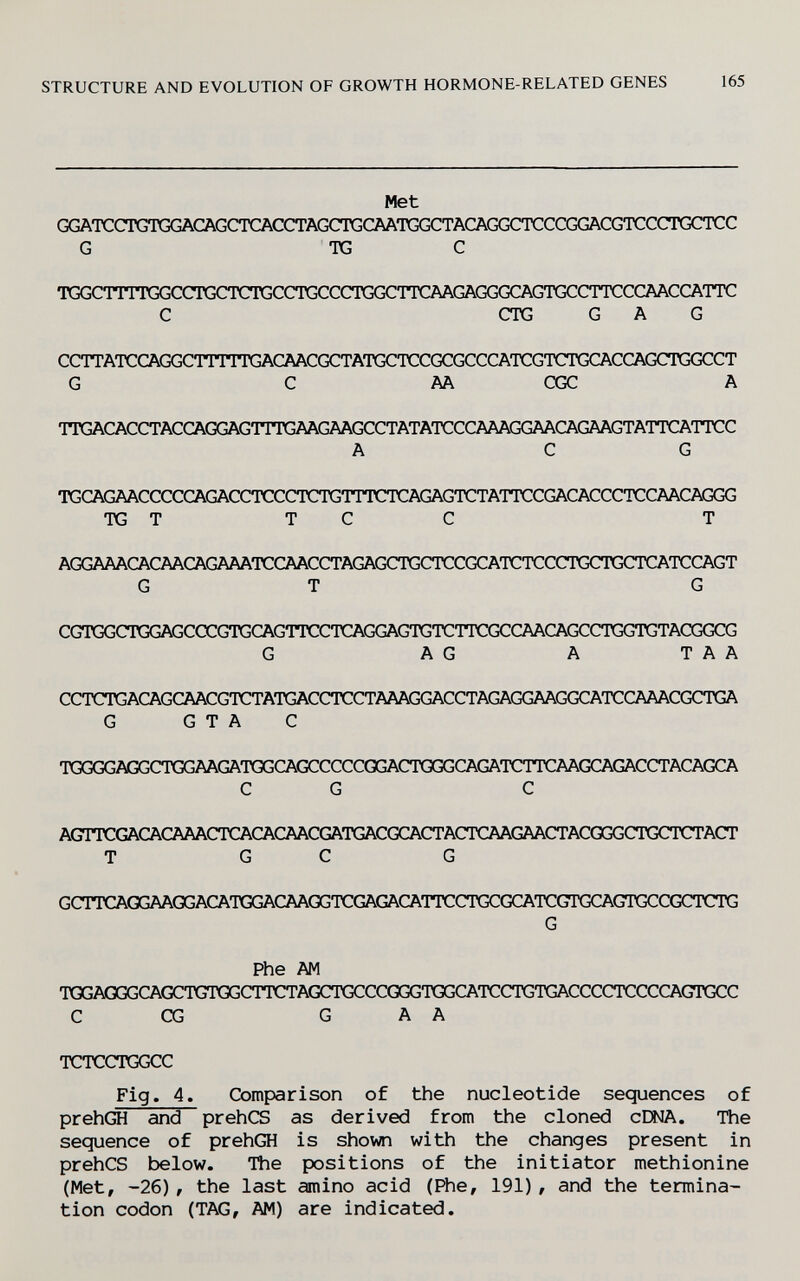 STRUCTURE AND EVOLUTION OF GROWTH HORMONE-RELATED GENES 165 Met GGATCCTGTGGACAG(^ÄCCTAG(nGCAATGGCTACAGGCTCCCGGACGTCCCTGCTCC G TG С TGGCTTTTGG(XTGCTCTGCCTGCCCTGGCTTCÄAGAGGGCAGTGCCTTCCCAACCATTC С CTG G А G CCTTATCCÄGGCTTTTTGACAACGCTATGCTCCGCGCCCATCGTCTGCACCAGCTGGCCT G С AA CGC A TTGACACCTACCAGGAGTTTGAAGAAGCCTATATCCCAAAGGAACAGAAGTATTCATTCC A CG TGCAGAACCCCCAGACCTCCCTCTGTTTCTCAGAGTCTATTCCGACACCCTCCAACAGGG TG T T С С Т AGGAAACACAACAGAAATCCAACCTAGAGCTGCTCCGCATCTCCCTGCTGCTCATCCAGT G T G CGTGGCTGGAGCCCGTGCAGTTCCTCAGGAGTGTCTTCGCCAACAGCCTGGTGTACGGCG G AG A T A A CCTCTGACAGCAACGTCTATGACCTCCTAAAGGACCTAGAGGAAGGCATCCAAACGCTGA G G T A С TGGGGAGGCTGGAAGATGGCAGCCCCCGGACTGGGCAGATCTTCAAGCAGACCTACAGCA CG С AGTTCGACACAAACTCACACAACGATGACGCACTACTCAAGAACTACGGGCTGCTCTACT T G С G GCTTCAGGAAGGACATGGACAAGGTCGAGACATTCCTGCGCATCGTGCAGTGCCGCTCTG G Phe AM TGGAGGGCAGCTGTGGCTTCTAGCTGCCCGGGTGGCATCCTGTGACCCCTCCCCAGTGCC С CG G A A TCTCCTGGCC Fig. 4. Comparison of the nucleotide sequences of prehOH and prehCS as derived from the cloned cEWA. The sequence of prehGH is shown with the changes present in prehCS below. The positions of the initiator methionine (Met, -26), the last amino acid (ñie, 191), and the termina¬ tion codon (TAG, AM) are indicated.