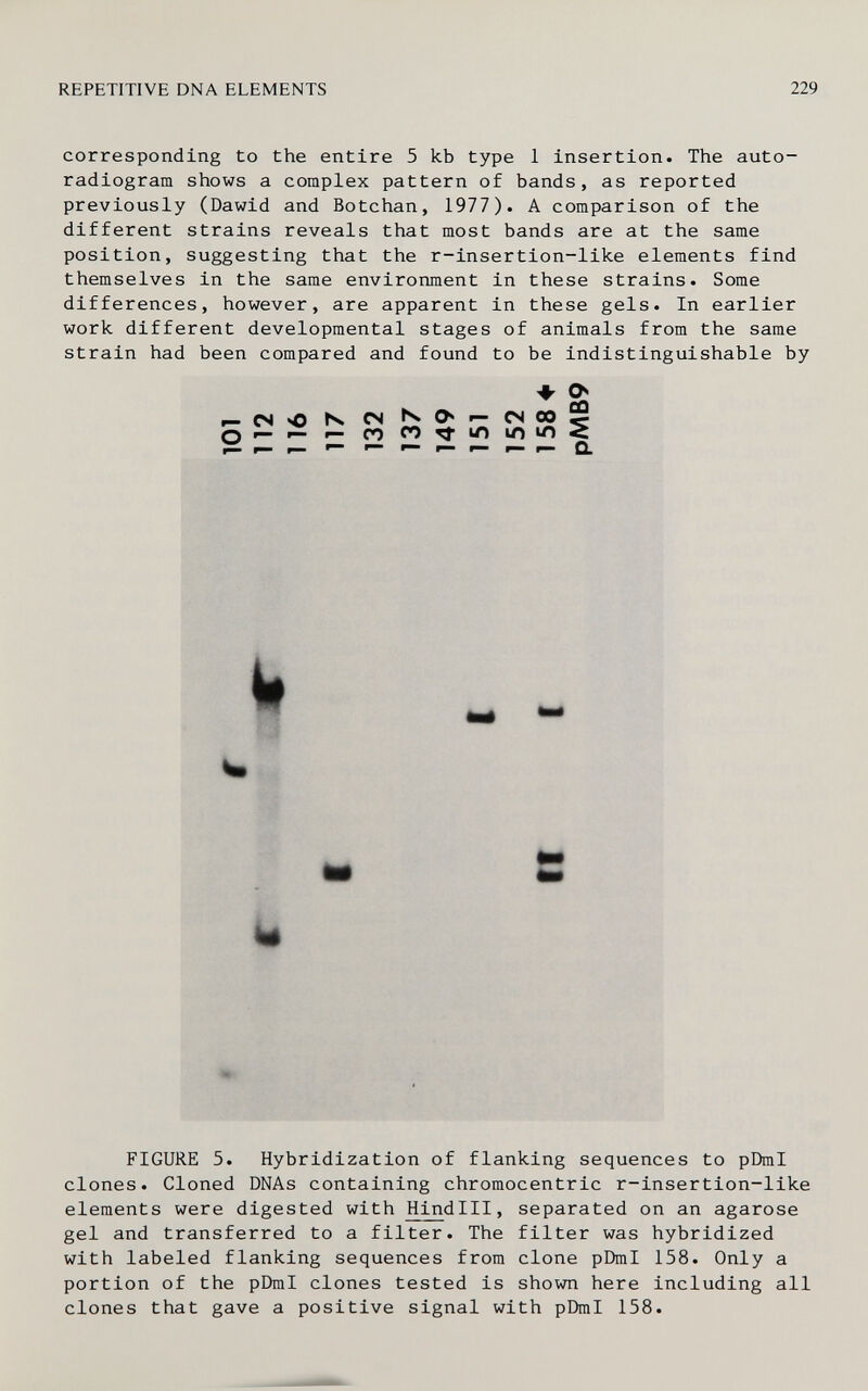 REPETITIVE DNA ELEMENTS 229 corresponding to the entire 5 kb type 1 insertion. The auto- radiogram shows a complex pattern of bands, as reported previously (Dawid and Botchan, 1977). A comparison of the different strains reveals that most bands are at the same position, suggesting that the r-insertion-like elements find themselves in the same environment in these strains. Some differences, however, are apparent in these gels. In earlier work different developmental stages of animals from the same strain had been compared and found to be indistinguishable by ♦ â r-cs<0 к CN KO*p-CNCO^ Q r— r— I— 00 С0^Ю1ЛЮ< It к m- FIGURE 5. Hybridization of flanking sequences to pDml clones. Cloned DNAs containing chromocentric r-insertion-like elements were digested with Hind III, separated on an agarose gel and transferred to a filter. The filter was hybridized with labeled flanking sequences from clone pDml 158. Only a portion of the pDml clones tested is shown here including all clones that gave a positive signal with pDml 158.