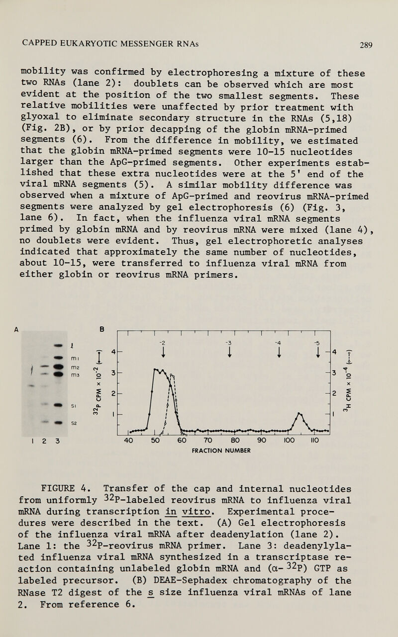 CAPPED EUKARYOTIC MESSENGER RNAs 289 mobility was confirmed by electrophoresing a mixture of these two RNAs (lane 2): doublets can be observed which are most evident at the position of the two smallest segments. These relative mobilities were unaffected by prior treatment with glyoxal to eliminate secondary structure in the RNAs (5,18) (Fig. 2B), or by prior decapping of the globin mRNA-primed segments (6). From the difference in mobility, we estimated that the globin mRNA-primed segments were 10-15 nucleotides larger than the ApG-primed segments. Other experiments estab¬ lished that these extra nucleotides were at the 5' end of the viral mRNA segments (5). A similar mobility difference was observed when a mixture of ApG-primed and reovirus mRNA-primed segments were analyzed by gel electrophoresis (6) (Fig. 3, lane 6). In fact, when the influenza viral mRNA segments primed by globin mRNA and by reovirus mRNA were mixed (lane 4), no doublets were evident. Thus, gel electrophoretic analyses indicated that approximately the same number of nucleotides, about 10-15, were transferred to influenza viral mRNA from either globin or reovirus mRNA primers. I 2 3 60 70 80 90 FRACTION NUMBER FIGURE 4. Transfer of the cap and internal nucleotides from uniformly 32p_iabeled reovirus mRNA to influenza viral mRNA during transcription ^ vitro. Experimental proce¬ dures were described in the text. (A) Gel electrophoresis of the influenza viral mRNA after deadenylation (lane 2). Lane 1: the 32p_reovirus mRNA primer. Lane 3: deadenylyla- ted influenza viral mRNA synthesized in a transcriptase re¬ action containing unlabeled globin mRNA and (a- gTP as labeled precursor. (B) DEAE-Sephadex chromatography of the RNase T2 digest of the £ size influenza viral mRNAs of lane 2. From reference 6.