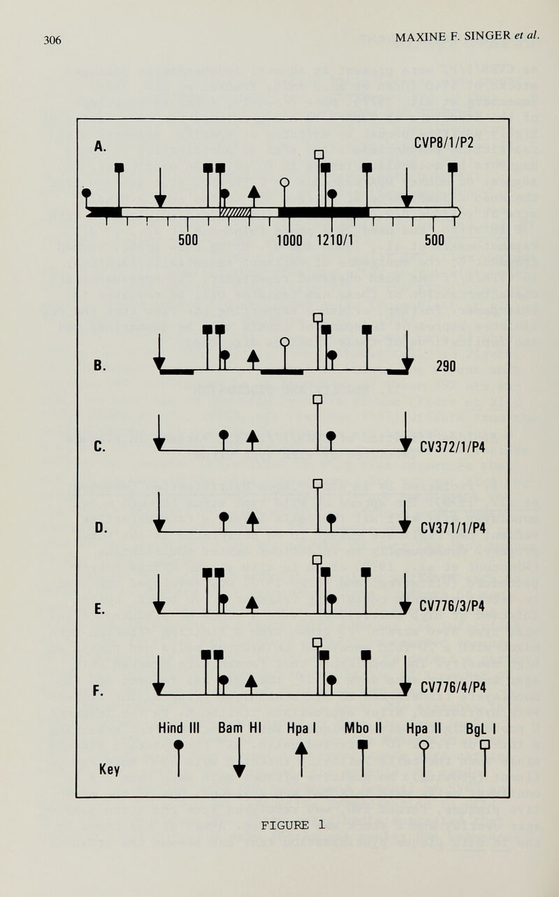 MAXINE F. SINGER et al. A. □ CVP8/1/P2 M 1 ! I I Г 500 \ t M J I I I I г 1000 1210/1 500 В. □ I ff If f I t J, W i 290 □ CV372/1/P4 CV371/1/P4 CV776/3/P4 CV776/4/P4 Key Hind III Bam HI Hpa I Mbo II Hpa II BgL I I i t T Î Î FIGURE 1