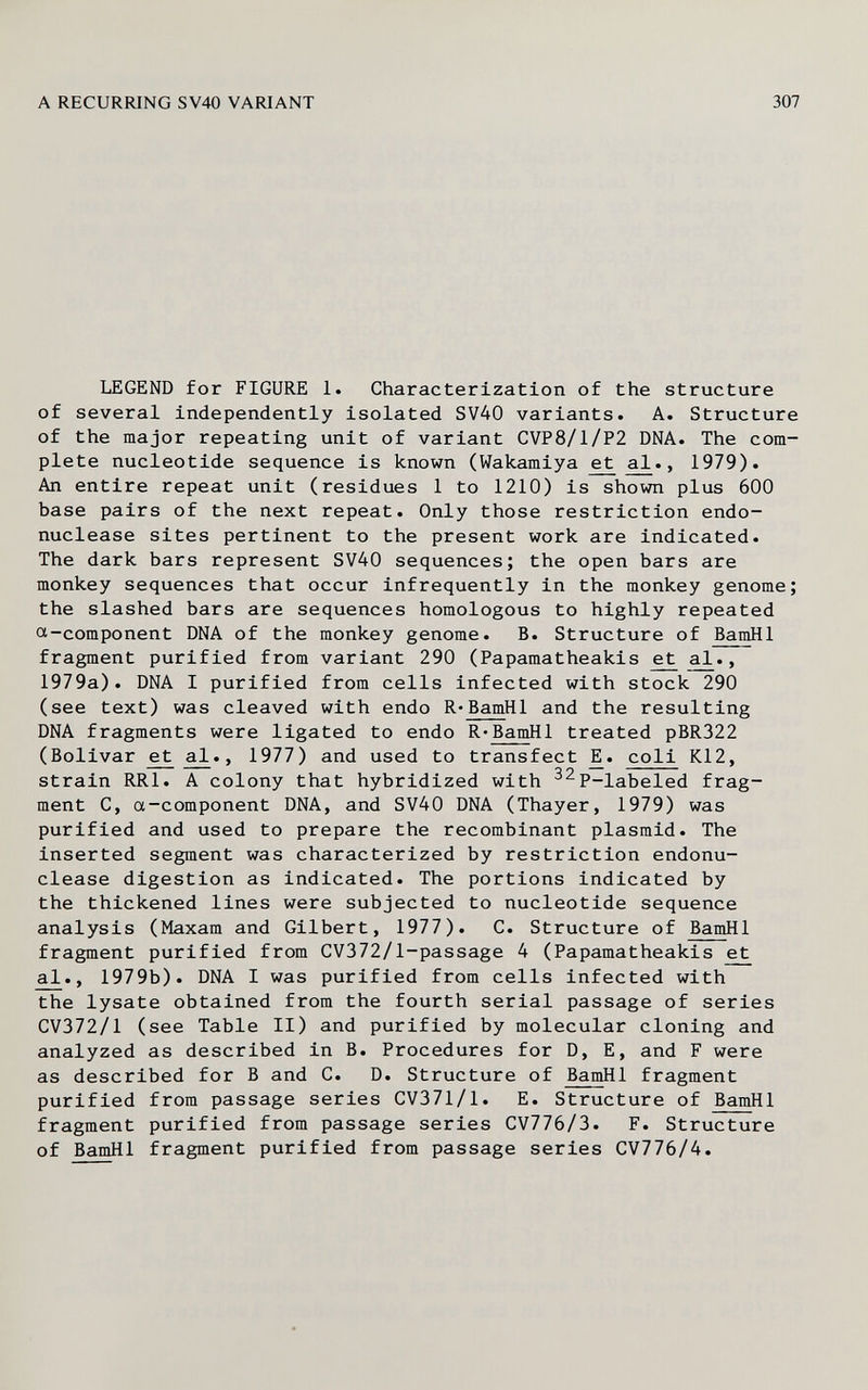 A RECURRING SV40 VARIANT 307 LEGEND for FIGURE 1. Characterization of the structure of several independently isolated SV40 variants. A. Structure of the major repeating unit of variant CVP8/1/P2 DNA. The com¬ plete nucleotide sequence is known (Wakamiya et al., 1979). An entire repeat unit (residues 1 to 1210) is shown plus 600 base pairs of the next repeat. Only those restriction endo- nuclease sites pertinent to the present work are indicated. The dark bars represent SV40 sequences; the open bars are monkey sequences that occur infrequently in the monkey genome; the slashed bars are sequences homologous to highly repeated ot-component DNA of the monkey genome. B. Structure of BamHl fragment purified from variant 290 (Papamatheakis et al., 1979a). DNA I purified from cells infected with stock 290 (see text) was cleaved with endo R-BamHl and the resulting DNA fragments were ligated to endo R-BamHl treated pBR322 (Bolivar ^ , 1977) and used to transfect coli K12, strain RRl. A colony that hybridized with ^^P-labeled frag¬ ment C, a-component DNA, and SV40 DNA (Thayer, 1979) was purified and used to prepare the recombinant plasmid. The inserted segment was characterized by restriction endonu- clease digestion as indicated. The portions indicated by the thickened lines were subjected to nucleotide sequence analysis (Maxam and Gilbert, 1977). C. Structure of BamHl fragment purified from CV372/l-passage 4 (Papamatheakis e^ al., 1979b). DNA I was purified from cells infected with the lysate obtained from the fourth serial passage of series CV372/1 (see Table II) and purified by molecular cloning and analyzed as described in B. Procedures for D, E, and F were as described for В and C. D. Structure of BamHl fragment purified from passage series CV371/1. E. Structure of BamHl fragment purified from passage series CV776/3. F. Structure of BamHl fragment purified from passage series CV776/4.