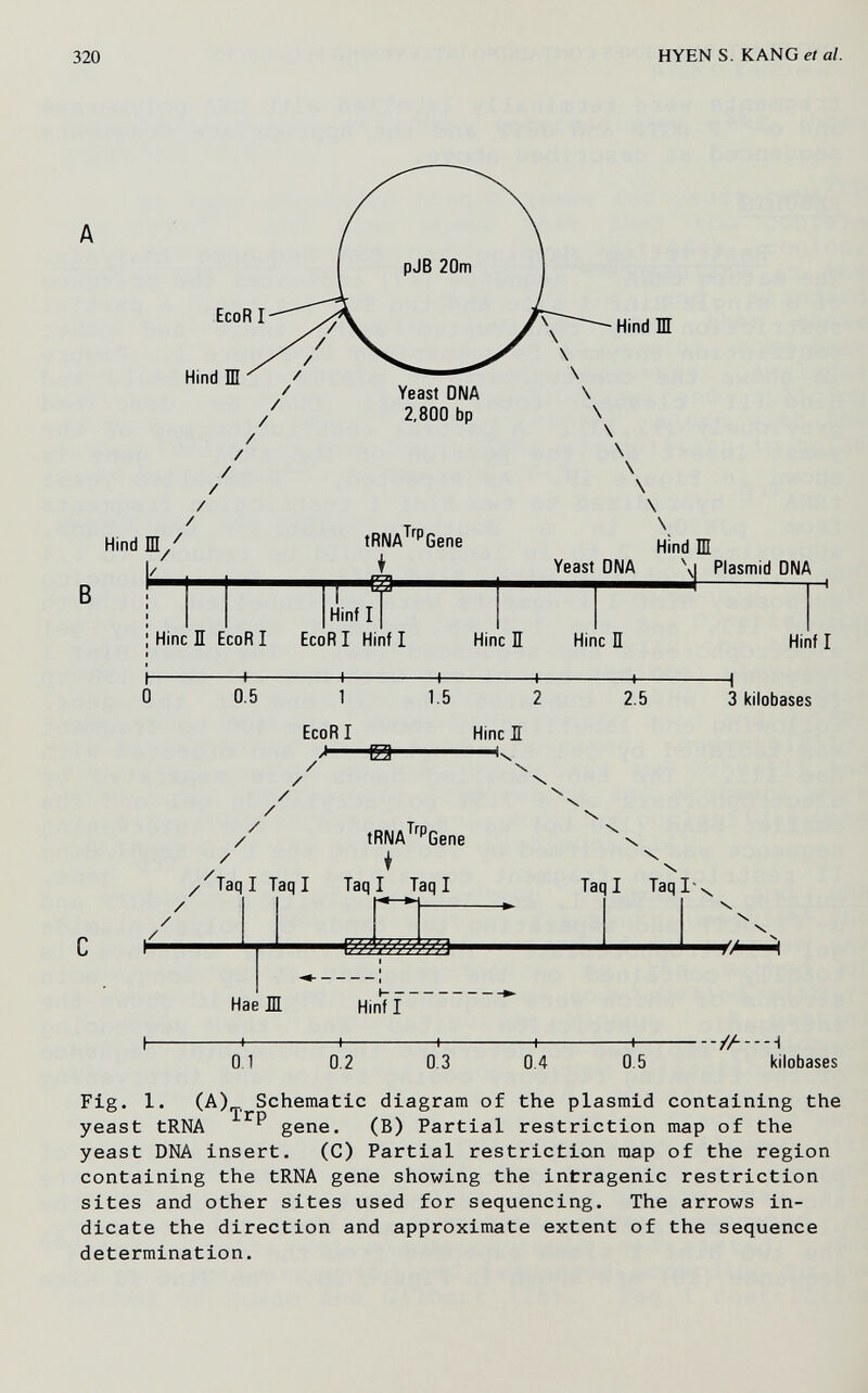 320 HYEN S. KANG et al. Hind Ш Hind tRNA^^^Gene В \ Hind Ш Yeast DNA \i Plasmid DNA Hint I Hinc ïï EcoRI EcoRI Hinf I Hinc П Hinc П Hinf I 0.5 1 EcoRI J E3 1.5 2.5 3 kilobases / Hinc ÏÏ Iv / / / / tRNA^'^''Gene ♦ /'TaqI Taq I Taq I Tag I X \ X Taq I TaqI' X Hae Ш Hinf I 0.1 0.2 0.3 0.4 0.5 ■-/Л--Н kilobases Fig. 1. (A) Schematic diagram of the plasmid containing the yeast tRNA gene. (B) Partial restriction map of the yeast DNA insert. (C) Partial restriction map of the region containing the tRNA gene showing the intragenic restriction sites and other sites used for sequencing. The arrows in¬ dicate the direction and approximate extent of the sequence determination.