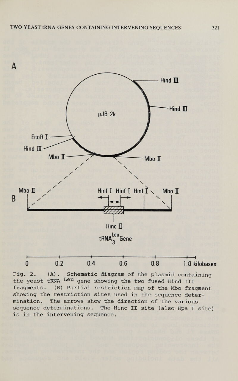 TWO YEAST tRNA GENES CONTAINING INTERVENING SEQUENCES 321 EcoRI Hind Ш Mbo П / Hind HI Hind Ш Hint I Hint I Hinfi\ Mbo П Hinc П Lpd tRNA^ Gene 0 0.2 0.4 0.6 0.8 H—I 1.0 kilobases Fig. 2. (Ä). Schematic diagram of the plasmid containing the yeast tRNA gene showing the two fused Hind III fragments. (B) Partial restriction map of the Mbo fragment showing the restriction sites used in the sequence deter¬ mination. The arrows show the direction of the various sequence determinations. The Hinc II site (also Hpa I site) is in the intervening sequence.