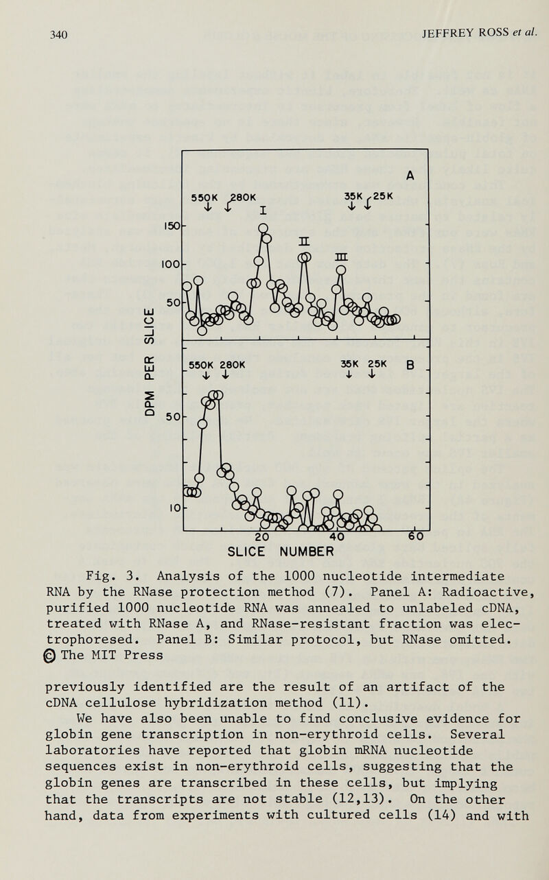 340 JEFFREY ROSS et al. Fig. 3. Analysis of the 1000 nucleotide intermediate RNA by the RNase protection method (7). Panel A; Radioactive, purified 1000 nucleotide RNA was annealed to unlabeled cDNA, treated with RNase A, and RNase-resistant fraction was elec- trophoresed. Panel B: Similar protocol, but RNase omitted. @ The MIT Press previously identified are the result of an artifact of the cDNA cellulose hybridization method (11). We have also been unable to find conclusive evidence for globin gene transcription in non-erythroid cells. Several laboratories have reported that globin mRNA nucleotide sequences exist in non-erythroid cells, suggesting that the globin genes are transcribed in these cells, but implying that the transcripts are not stable (12,13). On the other hand, data from experiments with cultured cells (14) and with