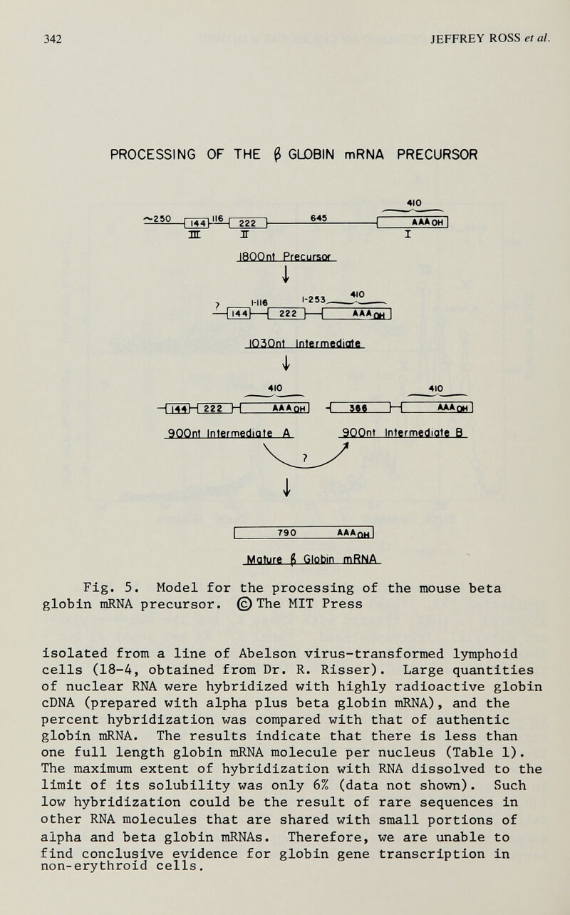 342 JEFFREY ROSS et al. PROCESSING OF THE ß GLOBIN mRNA PRECURSOR 410 ^250 |-¡44>JI6^ 222 I ^ 1 *AAOHl Ж ЛГ I 1800nt Precursor i |-гвч ^'0 7 ^Hie^ 1-253, - _ 1 1 222 I 1 *A*qh I IQ3Qnt Intermediate I 410 410 -П44Н22г~Н AA*5iï1 Ч 366 H АААаП 900nt Intermediate A 900nt Intermediate В I I 790 AAAQHI Mature ^ Globin mRNA Fig. 5. Model for the processing of the mouse beta globin niRNA precursor. ©The MIT Press isolated from a line of Abelson virus-transformed lymphoid cells (18-4, obtained from Dr. R. Risser). Large quantities of nuclear RNA were hybridized with highly radioactive globin cDNA (prepared with alpha plus beta globin mRNA), and the percent hybridization was compared with that of authentic globin mRNA. The results indicate that there is less than one full length globin mRNA molecule per nucleus (Table 1). The maximum extent of hybridization with RNA dissolved to the limit of its solubility was only 6% (data not shown). Such low hybridization could be the result of rare sequences in other RNA molecules that are shared with small portions of alpha and beta globin mRNAs. Therefore, we are unable to find conclusive evidence for globin gene transcription in non-erythroid cells.