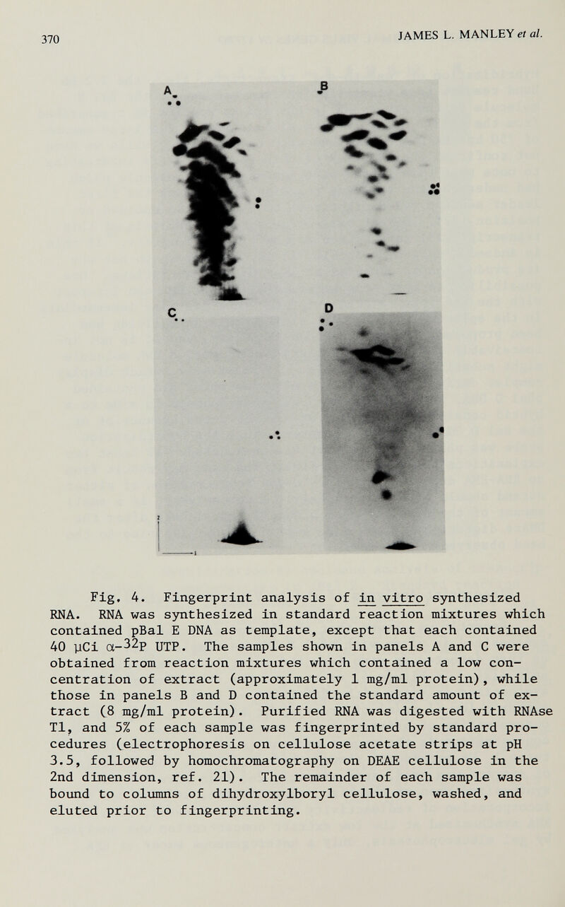 370 JAMES L. MANLEYefaZ. Fig. 4. Fingerprint analysis of ^ vitro synthesized RNA. RNA was synthesized in standard reaction mixtures which contained pBal E DNA as template, except that each contained 40 piCi a-32p UTP. The samples shown in panels A and С were obtained from reaction mixtures which contained a low con¬ centration of extract (approximately 1 mg/ml protein), while those in panels В and D contained the standard amount of ex¬ tract (8 mg/ml protein). Purified RNA was digested with RNAse Tl, and 5% of each sample was fingerprinted by standard pro¬ cedures Celectrophoresis on cellulose acetate strips at pH 3.5, followed by homochromatography on DEAE cellulose in the 2nd dimension, ref. 21). The remainder of each sample was bound to columns of dihydroxylboryl cellulose, washed, and eluted prior to fingerprinting.