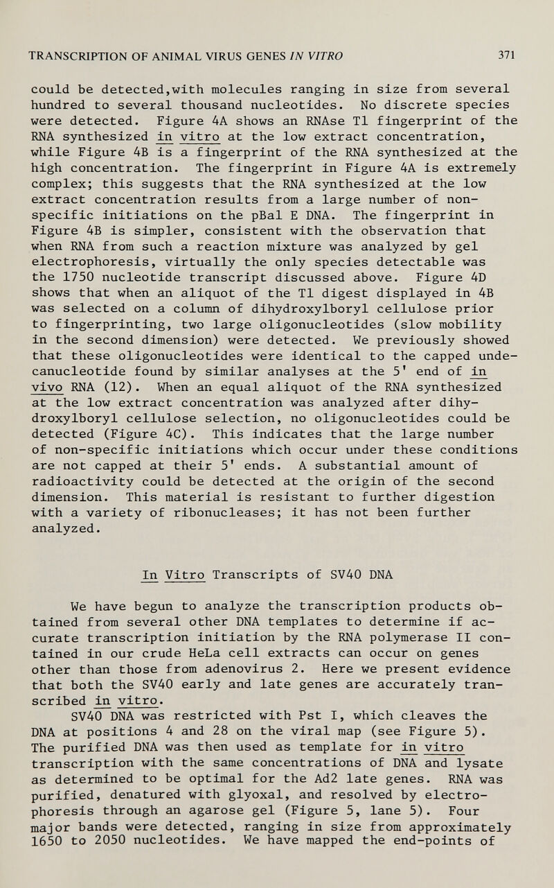 TRANSCRIPTION OF ANIMAL VIRUS GENES IN VITRO 371 could be detected,with molecules ranging in size from several hundred to several thousand nucleotides. No discrete species were detected. Figure 4A shows an RNAse T1 fingerprint of the RNA synthesized vitro at the low extract concentration, while Figure 4B is a fingerprint of the RNA synthesized at the high concentration. The fingerprint in Figure 4A is extremely complex; this suggests that the RNA synthesized at the low extract concentration results from a large number of non¬ specific initiations on the pBal E DNA. The fingerprint in Figure 4B is simpler, consistent with the observation that when RNA from such a reaction mixture was analyzed by gel electrophoresis, virtually the only species detectable was the 1750 nucleotide transcript discussed above. Figure 4D shows that when an aliquot of the T1 digest displayed in 4B was selected on a column of dihydroxylboryl cellulose prior to fingerprinting, two large oligonucleotides (slow mobility in the second dimension) were detected. We previously showed that these oligonucleotides were identical to the capped unde- canucleotide found by similar analyses at the 5' end of in vivo RNA (12). When an equal aliquot of the RNA synthesized at the low extract concentration was analyzed after dihy¬ droxylboryl cellulose selection, no oligonucleotides could be detected (Figure 4C). This indicates that the large number of non-specific initiations which occur under these conditions are not capped at their 5' ends. A substantial amount of radioactivity could be detected at the origin of the second dimension. This material is resistant to further digestion with a variety of ribonucleases; it has not been further analyzed. In Vitro Transcripts of SV40 DNA We have begun to analyze the transcription products ob¬ tained from several other DNA templates to determine if ac¬ curate transcription initiation by the RNA polymerase II con¬ tained in our crude HeLa cell extracts can occur on genes other than those from adenovirus 2. Here we present evidence that both the SV40 early and late genes are accurately tran¬ scribed ^ vitro. SV40 DNA was restricted with Pst I, which cleaves the DNA at positions 4 and 28 on the viral map (see Figure 5). The purified DNA was then used as template for ^ vitro transcription with the same concentrations of DNA and lysate as determined to be optimal for the Ad2 late genes. RNA was purified, denatured with glyoxal, and resolved by electro¬ phoresis through an agarose gel (Figure 5, lane 5). Four major bands were detected, ranging in size from approximately 1650 to 2050 nucleotides. We have mapped the end-points of