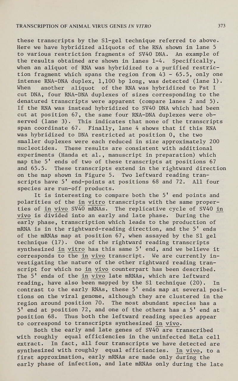 TRANSCRIPTION OF ANIMAL VIRUS GENES IN VITRO 373 these transcripts by the Sl-gel technique referred to above. Here we have hybridized aliquots of the RNA shown in lane 5 to various restriction fragments of SV40 DNA. An example of the results obtained are shown in lanes 1-4. Specifically, when an aliquot of RNA was hybridized to a purified restric¬ tion fragment which spans the region from 43 - 65.5, only one intense RNA-DNA duplex, 1,100 bp long, was detected (lane 1). When another aliquot of the RNA was hybridized to Pst I cut DNA, four RNA-DNA duplexes of sizes corresponding to the denatured transcripts were apparent (compare lanes 2 and 5). If the RNA was instead hybridized to SV40 DNA which had been cut at position 67, the same four RNA-DNA duplexes were ob¬ served (lane 3). This indicates that none of the transcripts span coordinate 67. Finally, lane 4 shows that if this RNA was hybridized to DNA restricted at position 0, the two smaller duplexes were each reduced in size approximately 200 nucleotides. These results are consistent with additional experiments (Handa et al., manuscript in preparation) which map the 5' ends of two of these transcripts at positions 67 and 65.5. These transcripts extend in the rightward direction on the map shown in Figure 5. Two leftward reading tran¬ scripts have 5' end-points at positions 68 and 72. All four species are run-off products. It is interesting to compare both the 5' end points and polarities of the vitro transcripts with the same proper¬ ties of ^ vivo SV40 mRNAs. The replicative cycle of SV40 in vivo is divided into an early and late phase. During the early phase, transcription which leads to the production of mRNA is in the rightward-reading direction, and the 5' ends of the mRNAs map at position 67, when assayed by the SI gel technique (17). One of the rightward reading transcripts synthesized in vitro has this same 5' end, and we believe it corresponds to the in vivo transcript. We are currently in¬ vestigating the nature of the other rightward reading tran¬ script for which no ^ vivo counterpart has been described. The 5' ends of the in vivo late mRNAs, which are leftward reading, have also been mapped by the SI technique (20). In contrast to the early RNAs, these 5' ends map at several posi¬ tions on the viral genome, although they are clustered in the region around position 70. The most abundant species has a 5' end at position 72, and one of the others has a 5' end at position 68. Thus both the leftward reading species appear to correspond to transcripts synthesized vivo. Both the early and late genes of SV40 are transcribed with roughly equal efficiencies in the uninfected HeLa cell extract. In fact, all four transcripts we have detected are synthesized with roughly equal efficiencies. ^ vivo, to a first approximation, early mRNAs are made only during the early phase of infection, and late mRNAs only during the late