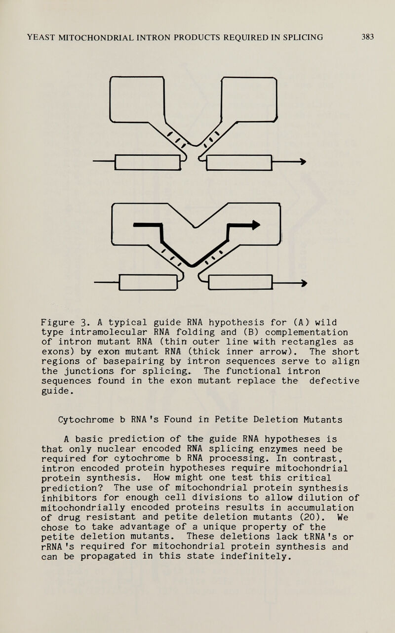 YEAST MITOCHONDRIAL INTRON PRODUCTS REQUIRED IN SPLICING 383 Figure 3. A typical guide RNA hypothesis for (A) wild type intramolecular RNA folding and (B) complementation of intron mutant RNA (thin outer line with rectangles as exons) by exon mutant RNA (thick inner arrow). The short regions of basepairing by intron sequences serve to align the junctions for splicing. The functional intron sequences found in the exon mutant replace the defective guide. Cytochrome b RNA 's Found in Petite Deletion Mutants A basic prediction of the guide RNA hypotheses is that only nuclear encoded RNA splicing enzymes need be required for cytochrome b RNA processing. In contrast, intron encoded protein hypotheses require mitochondrial protein synthesis. How might one test this critical prediction? The use of mitochondrial protein synthesis inhibitors for enough cell divisions to allow dilution of mitochondrially encoded proteins results in accumulation of drug resistant and petite deletion mutants (20). We chose to take advantage of a unique property of the petite deletion mutants. These deletions lack tRNA's or rRNA's required for mitochondrial protein synthesis and can be propagated in this state indefinitely.