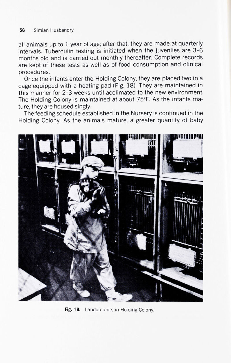 56 Simian Husbandry all animals up to 1 year of age; after that, they are made at quarterly intervals. Tuberculin testing is initiated when the juveniles are 3-6 months old and is carried out monthly thereafter. Complete records are kept of these tests as well as of food consumption and clinical procedures. Once the infants enter the Holding Colony, they are placed two in a cage equipped with a heating pad (Fig. 18). They are maintained in this manner for 2-3 weeks until acclimated to the new environment. The Holding Colony is maintained at about 75°F. As the infants ma¬ ture, they are housed singly. The feeding schedule established in the Nursery is continued in the Holding Colony. As the animals mature, a greater quantity of baby Fig. 18. Landon units in Holding Colony.