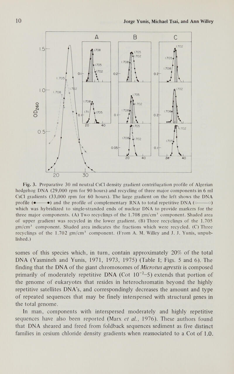 10 Jorge Yunis, Michael Tsai, and Ann Willey Fig. 3. Preparative 30 ml neutral CsCl density gradient centrifugation profile of Algerian hedgehog DNA (29,000 rpm for 90 hours) and recycling of three major components in 6 ml CsCl gradients (33,000 rpm for 60 hours). The large gradient on the left shows the DNA profde (• •) and the profile of complementary RNA to total repetitive DNA (о о) which was hybridized to single-stranded ends of nuclear DNA to provide markers for the three major components. (A) Two recycHngs of the 1.708 gm/cm' component. Shaded area of upper gradient was recycled in the lower gradient. (B) Three recyclings of the 1.705 gm/cm^ component. Shaded area indicates the fractions which were recycled. (C) Tliree recyclings of the 1.702 gm/cm' component. (From A. M. Willey and J. J. Yunis, unpub¬ lished.) somes of this species which, in turn, contain approximately 20% of the total DNA (Yasmineh and Yunis, 1971, 1973, 1975) (Table I; Figs. 5 and 6). The finding that the DNA of the giant chromosomes of Microtus agrestis is composed primarily of moderately repetitive DNA (Cot 10~^-5) extends that portion of the genome of eukaryotes that resides in heterochromatin beyond the highly repetitive satellites DNA's, and correspondingly decreases the amount and type of repeated sequences that may be finely interspersed with structural genes in the total genome. In man, components with interspersed moderately and highly repetitive sequences have also been reported (Marx et al, 1976). These authors found that DNA sheared and freed from foldback sequences sediment as five distinct families in cesium chloride density gradients when reassociated to a Cot of 1.0.