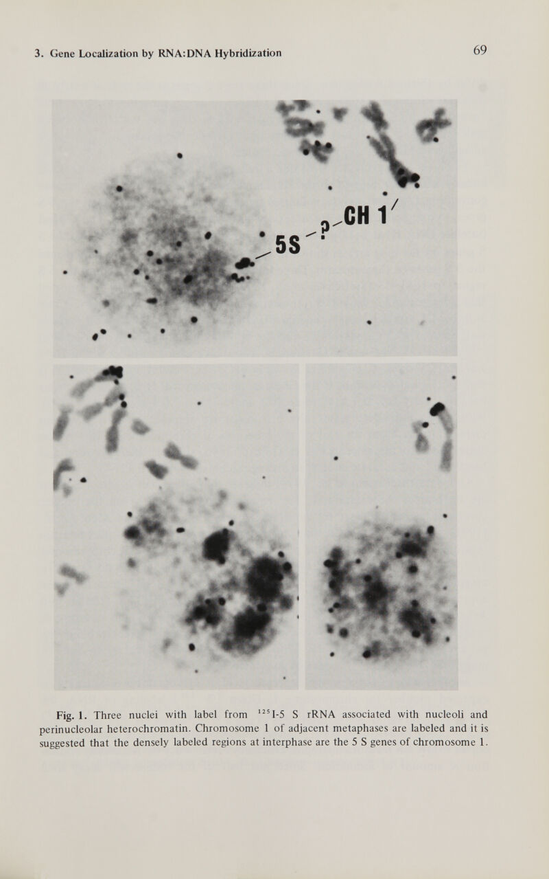 3. Gene Localization by RNA:DNA Hybridization 69 'Л-,- ^ ■ JI 4^ ISi' JÉhAiA • ^ ^ Щ..* .58 • CHI / f .4 Fig. 1. Three nuclei with label from '^4-5 S rRNA associated with nucleoli and perinucleolar heterochromatin. Chromosome 1 of adjacent metaphases are labeled and it is suggested that the densely labeled regions at interphase are the 5 S genes of chromosome 1.