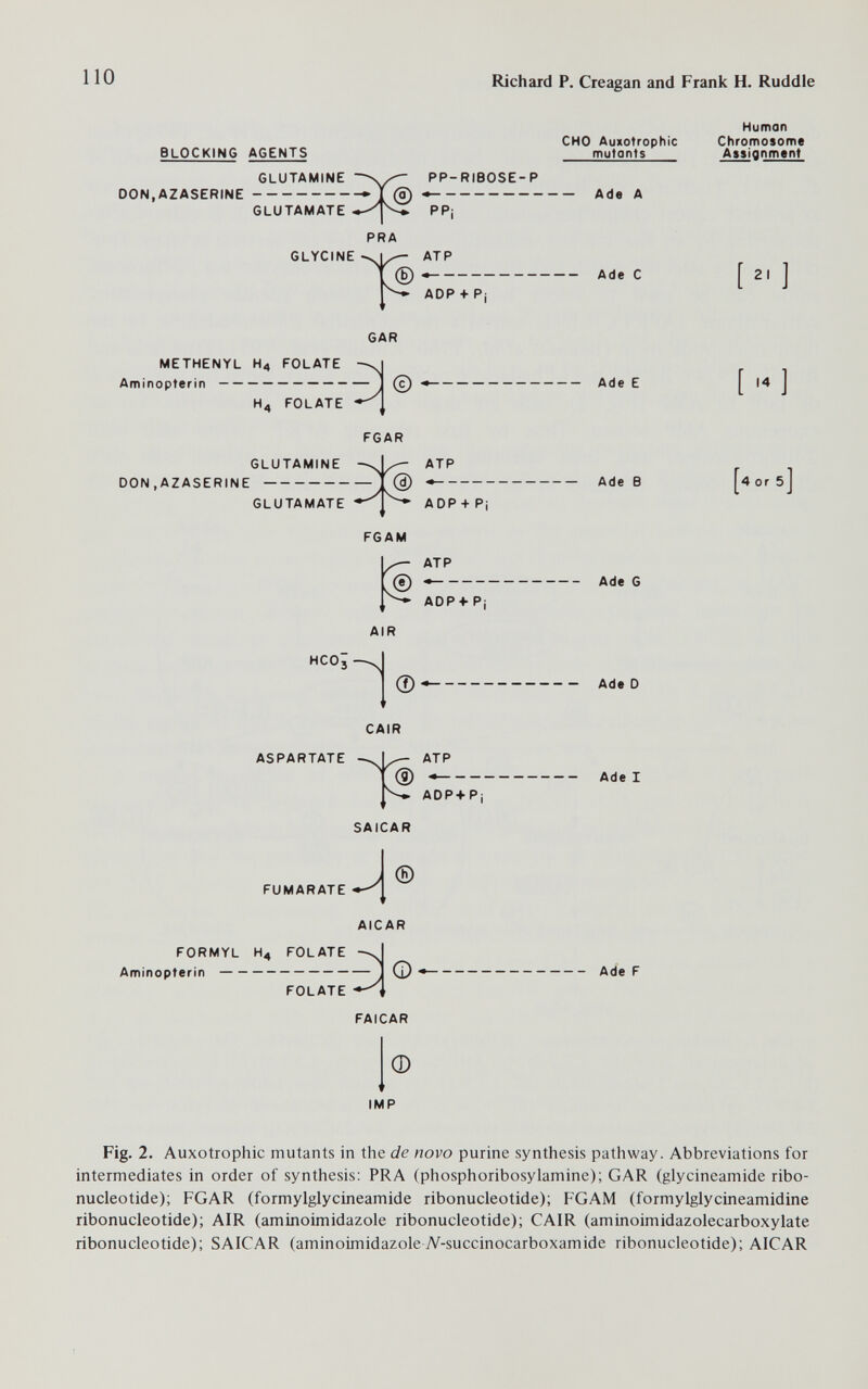 110 Richard P. Creagan and Frank H. Ruddle BLOCKING AGENTS GLUTAMATE PP¡ PRA GLYCINE ATP ADP + P GAR METHENYL H4 FOLATE Aminopterin H4 FOLATE © FGAR GLUTAMINE DON.AZASERINE GLUTAMATE ATP ADP+ P| FGAM ATP © ADP + Pj AIR Hco; Ф CAIR ASPARTATE ->.1^ ATP (2) —• ADP+Pi FUMARATE SAICAR AlCAR FORMYL Aminopterin H4 FOLATE  FOLATE FAICAR Ф IMP Human CHO Auxotrophic Chromosome mutonts Assignment GLUTAMINE PP-RIBOSE-P DON.AZASERINE ~*'X®  Ade С Ade E Ade В Ade G Ade 0 Ade I Ade F [ ] [,4] ^4 or 5 j Fig. 2. Auxotrophic mutants in the de novo purine synthesis pathway. Abbreviations for intermediates in order of synthesis: PRA (phosphoribosylamine); GAR (glycineamide ribo¬ nucleotide); FGAR (formylglycineamide ribonucleotide); FGAM (formylglycineamidine ribonucleotide); AIR (aminoimidazole ribonucleotide); CAIR (aminoimidazolecarboxylate ribonucleotide); SAICAR (aminoimidazole 7V-succinocarboxamide ribonucleotide); AICAR