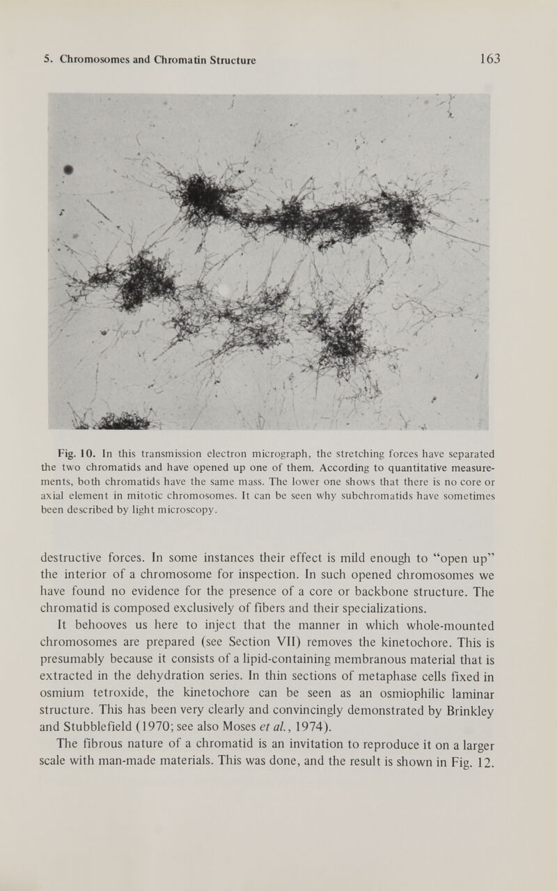 5. Chromosomes and Chromatin Structure 163 Fig. 10. In this transmission electron micrograph, the stretching forces have separated the two chromatids and have opened up one of them. According to quantitative measure¬ ments, both chromatids have the same mass. The lower one shows that there is no core or axial element in mitotic chromosomes. It can be seen why subchromatids have sometimes been described by light microscopy. destructive forces. In some instances their effect is mild enough to open up the interior of a chromosome for inspection. In such opened chromosomes we have found no evidence for the presence of a core or backbone structure. The chromatid is composed exclusively of fibers and their speciaHzations. It behooves us here to inject that the manner in which whole-mounted chromosomes are prepared (see Section VII) removes the kinetochore. This is presumably because it consists of a lipid-containing membranous material that is extracted in the dehydration series. In thin sections of metaphase cells fixed in osmium tetroxide, the kinetochore can be seen as an osmiophilic laminar structure. This has been very clearly and convincingly demonstrated by Brinkley and Stubblefield (1970; see also Moses et al., 1974). The fibrous nature of a chromatid is an invitation to reproduce it on a larger scale with man-made materials. This was done, and the result is shown in Fig. 12.