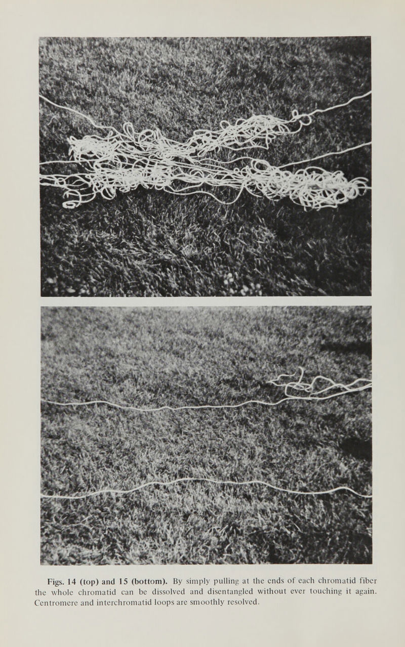 Figs. 14 (top) and 15 (bottom). By simply pulling at the ends of each chromatid fiber the whole chromatid can be dissolved and disentangled without ever touching it again. Centromere and interchromatid loops are smoothly resolved.