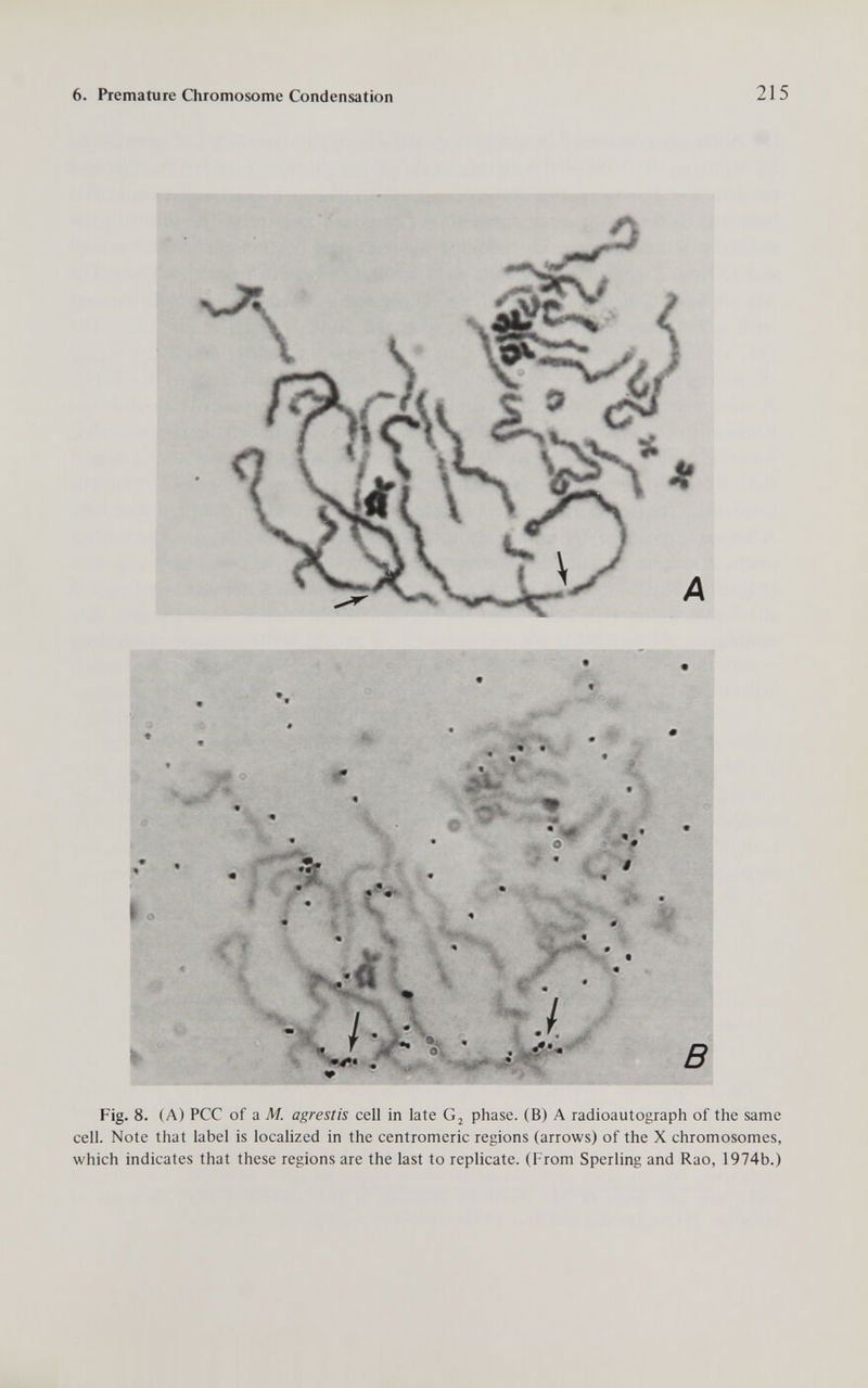 6. Premature Quomosome Condensation 215 jO i ^ 4 • j l Fig. 8. (A) PCC of a M. agrestis celi in late phase. (В) A radioautograph of the same cell. Note that label is localized in the centromeric regions (arrows) of the X chromosomes, which indicates that these regions are the last to replicate. (From Sperling and Rao, 1974b.)