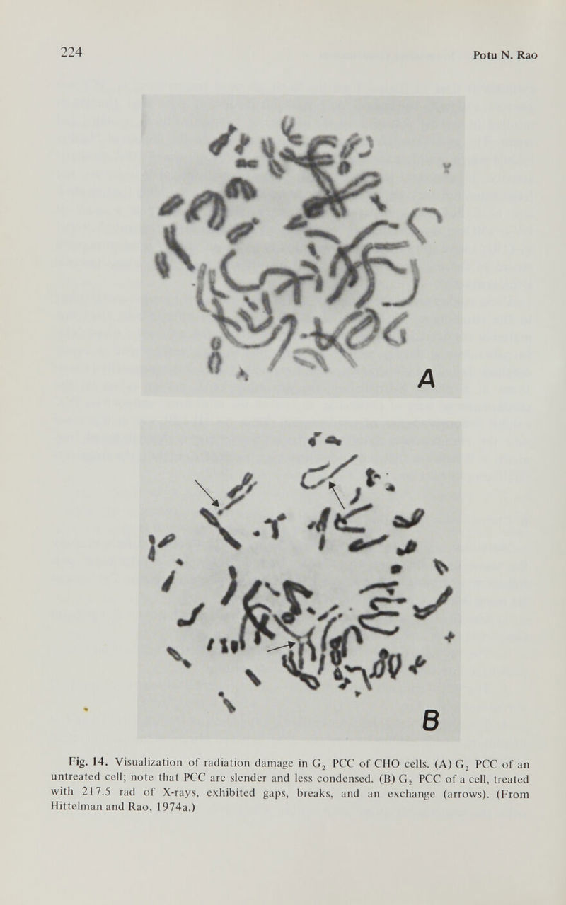 224 Po tu N. Rao t- U\jl • ; / mß Ч \ N у в Fig. 14. Visualization of radiation damage in PCC of CHO cells. (A)G2 FCC of an untreated cell; note that PCC are slender and less condensed. (B) G2 PCC of a cell, treated with 217.5 rad of X-rays, exhibited gaps, breaks, and an exchange (arrows). (From Hittelman and Rao, 1974a.)